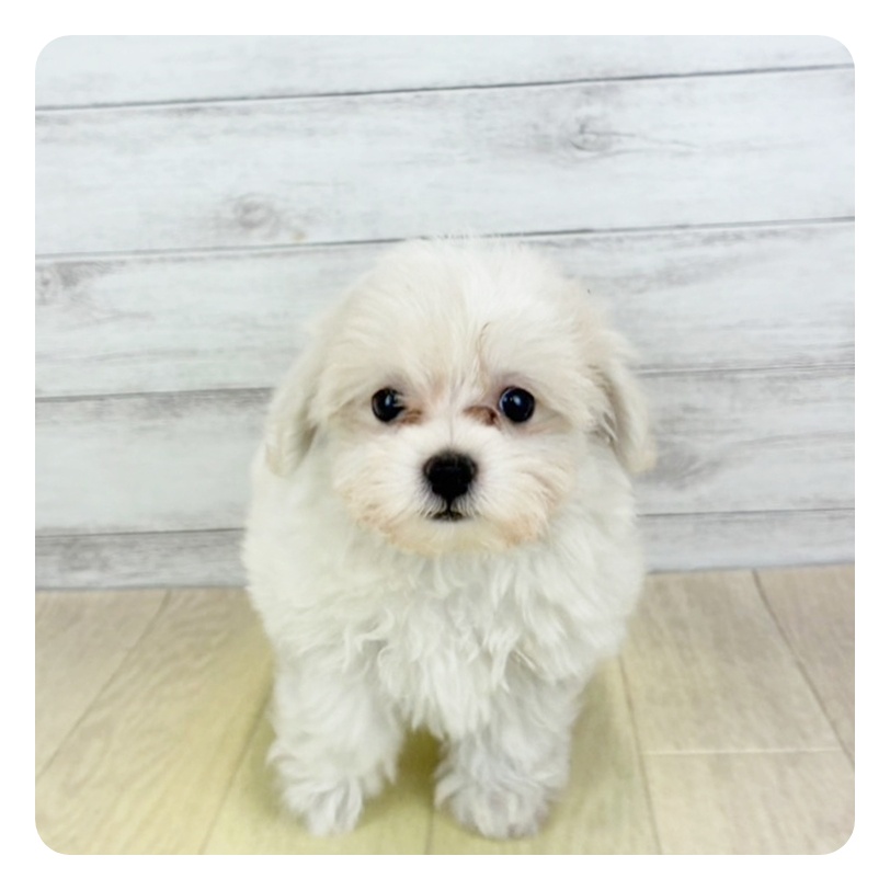 兵庫県のハーフ犬・ミックス犬 (犬の家＆猫の里ゆめタウン姫路店/2025年7月8日生まれ/女の子/クリームホワイト)の子犬の3枚目の画像