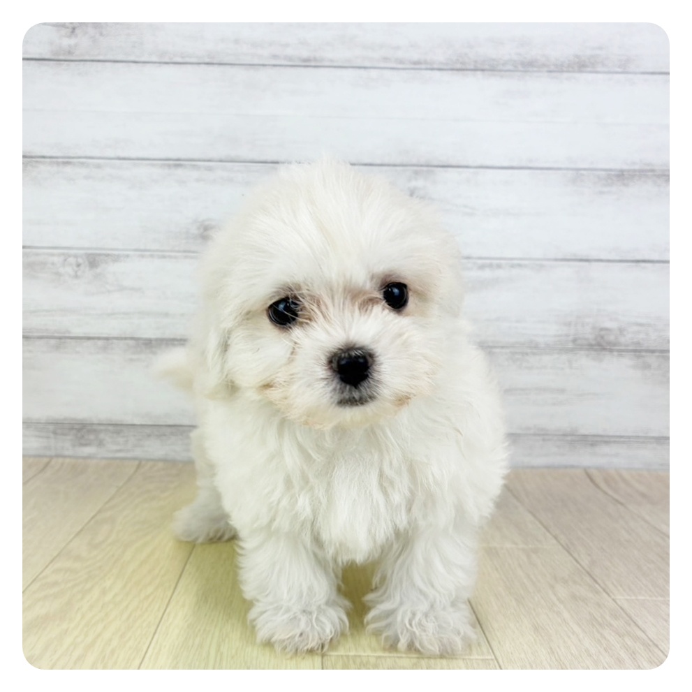 愛知県のハーフ犬・ミックス犬 (犬の家＆猫の里MEGAドン・キホーテ東海名和店/2025年7月8日生まれ/女の子/クリームホワイト)の子犬の4枚目の画像