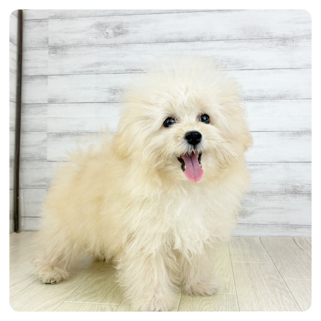 岐阜県のポメプー(ポメラニアン×プードル) (犬の家＆猫の里岐南店/2025年5月27日生まれ/男の子/クリーム)の子犬の2枚目の画像