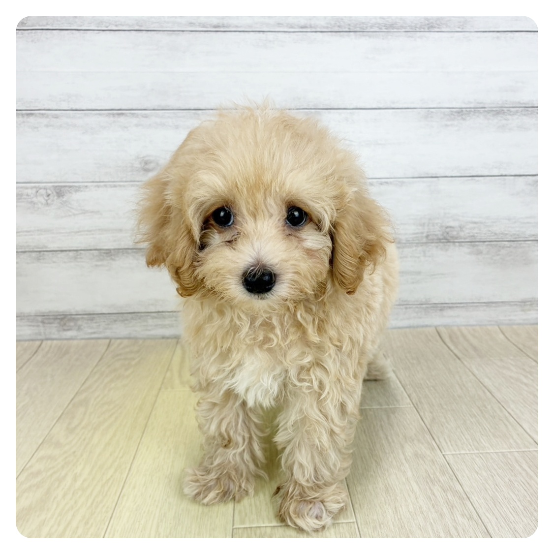 福井県のマルプー(マルチーズ×プードル) (犬の家＆猫の里アミーゴ福井大和田店/2025年7月5日生まれ/男の子/クリーム)の子犬の4枚目の画像