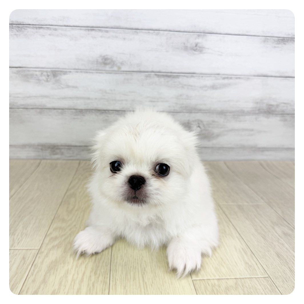 愛知県のペキニーズ (犬の家＆猫の里一宮店/2025年7月8日生まれ/男の子/ホワイト)の子犬の4枚目の画像
