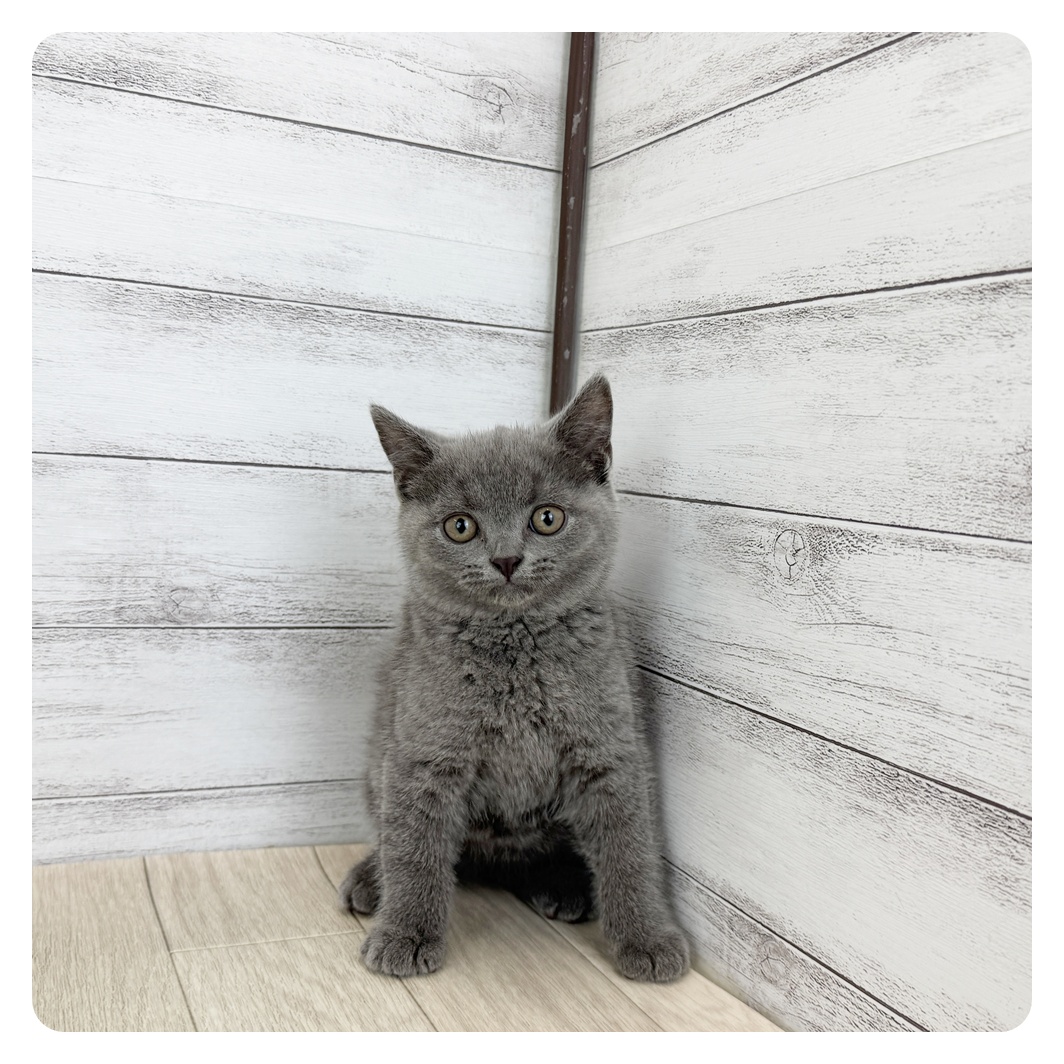 愛知県のブリティッシュショートヘアー (犬の家＆猫の里MiO香久山店/2025年7月5日生まれ/女の子/ブルー)の子猫の2枚目の画像