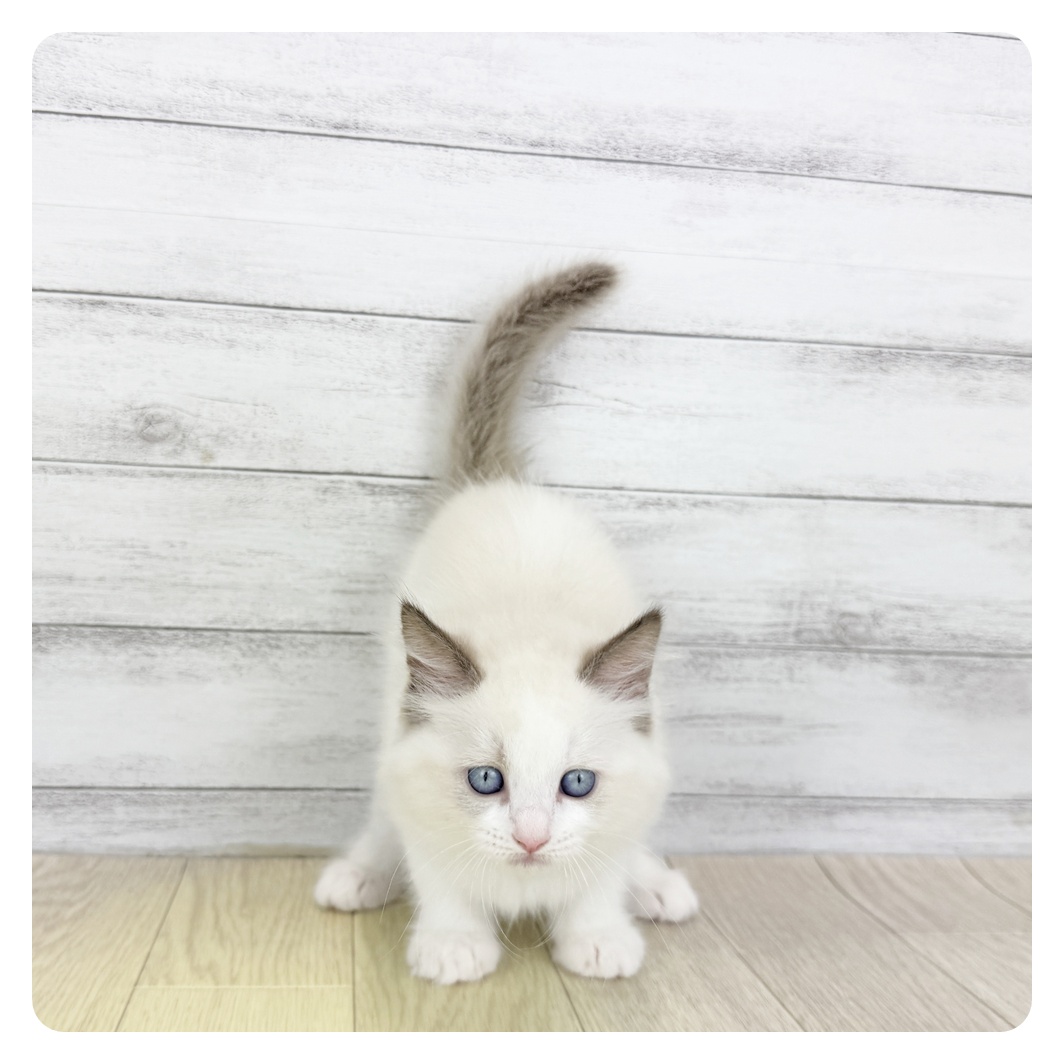 愛知県のラグドール (犬の家＆猫の里碧南店/2025年7月9日生まれ/女の子/シールポイントバイカラー)の子猫の2枚目の画像