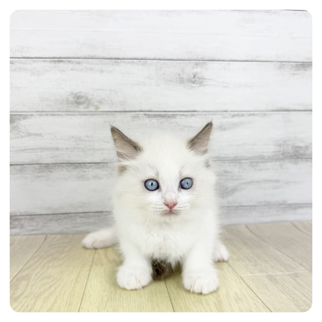 福井県のラグドール (犬の家＆猫の里アミーゴ福井店/2025年7月9日生まれ/女の子/シールポイントバイカラー)の子猫の2枚目の画像