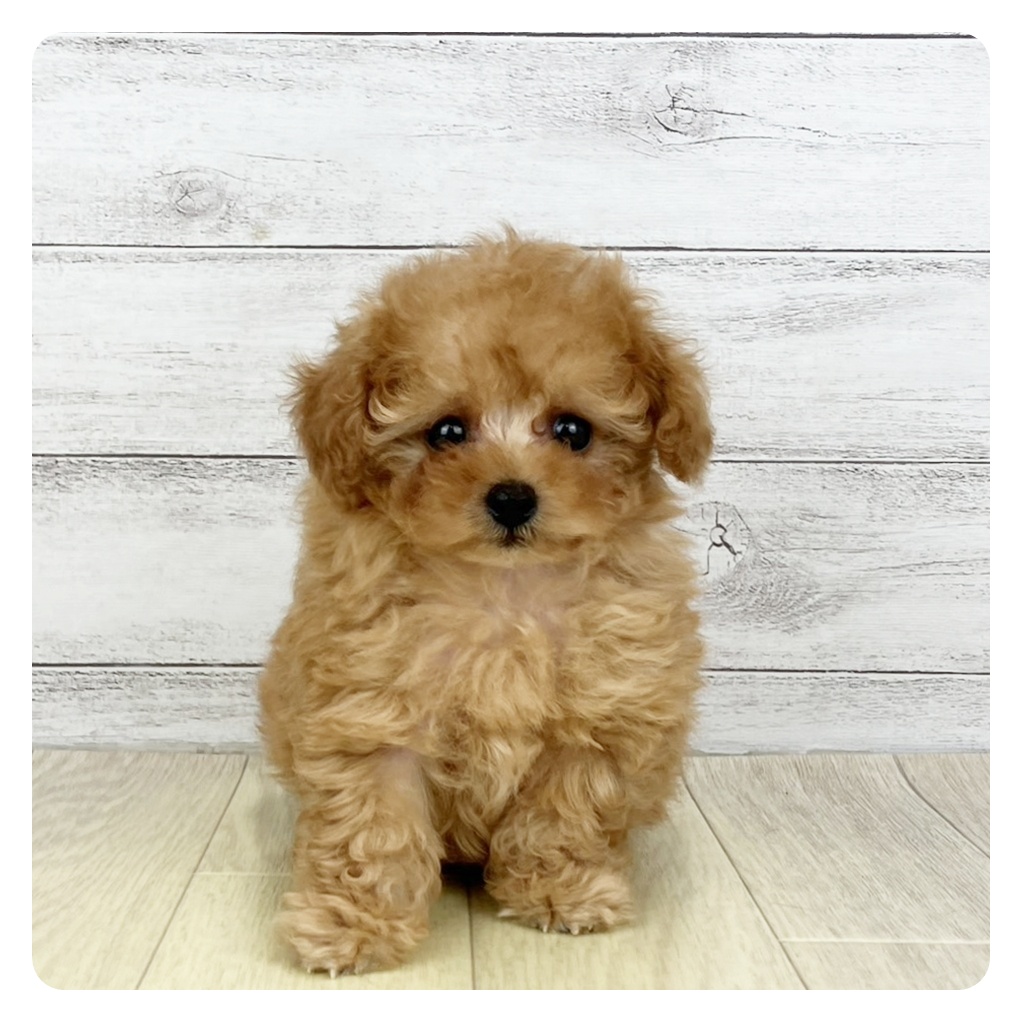 大阪府のティーカッププードル (犬の家＆猫の里もりのみやキューズモールBASE店/2025年7月9日生まれ/女の子/アプリコット)の子犬の3枚目の画像