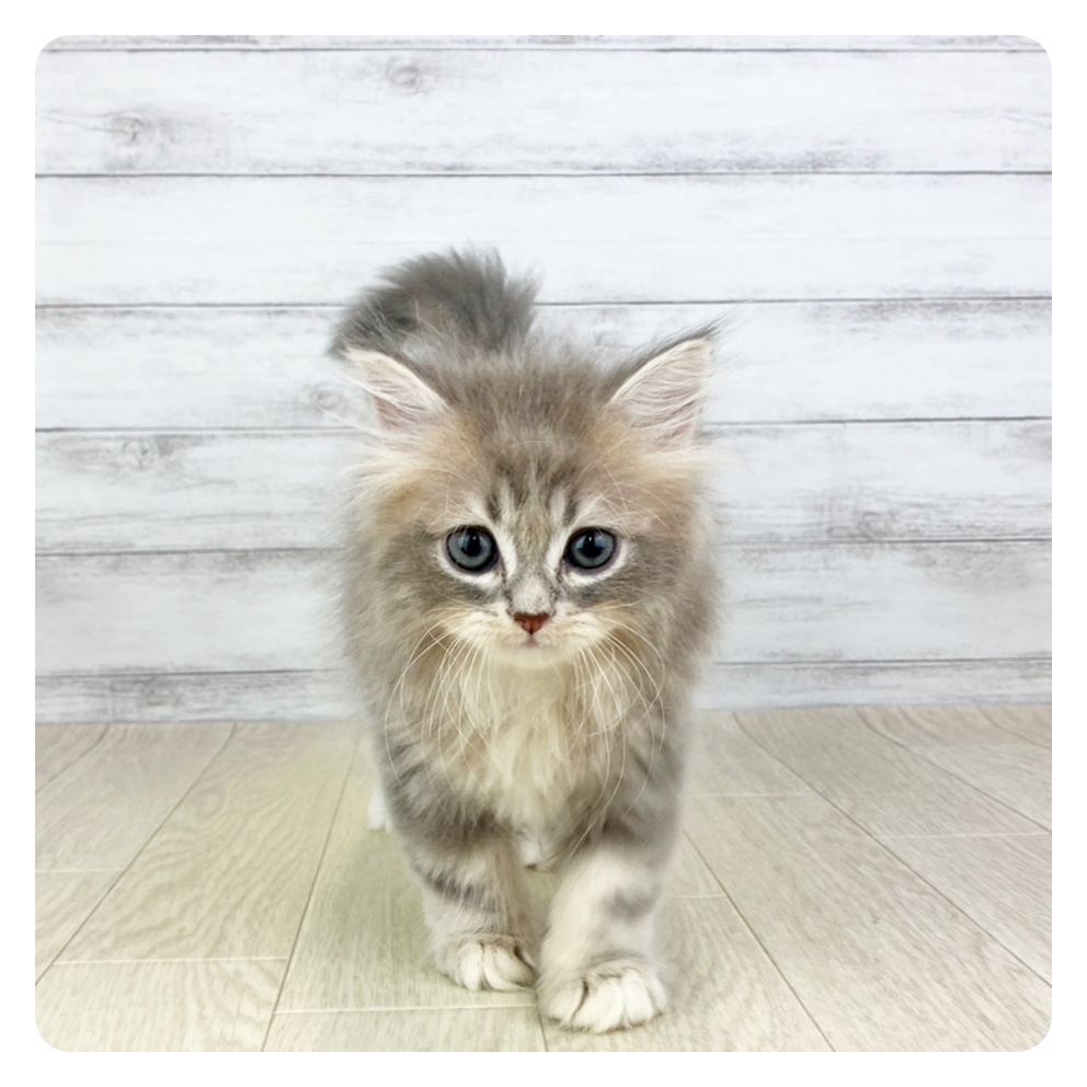 愛知県のミヌエット (犬の家＆猫の里碧南店/2025年7月7日生まれ/男の子/ブルータビーホワイト)の子猫
