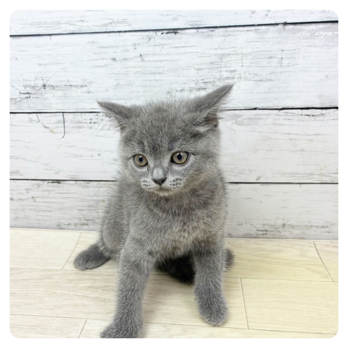 滋賀県のブリティッシュショートヘアー (犬の家＆猫の里近江八幡店/2025年7月10日生まれ/女の子/ブルー)の子猫の2枚目の画像