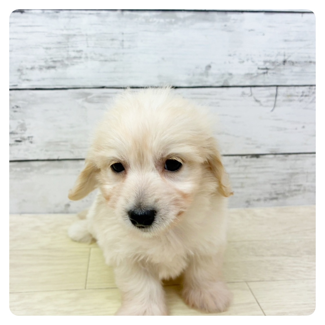 滋賀県のハーフ犬・ミックス犬 (犬の家＆猫の里近江八幡店/2025年7月9日生まれ/女の子/クリーム)の子犬の2枚目の画像