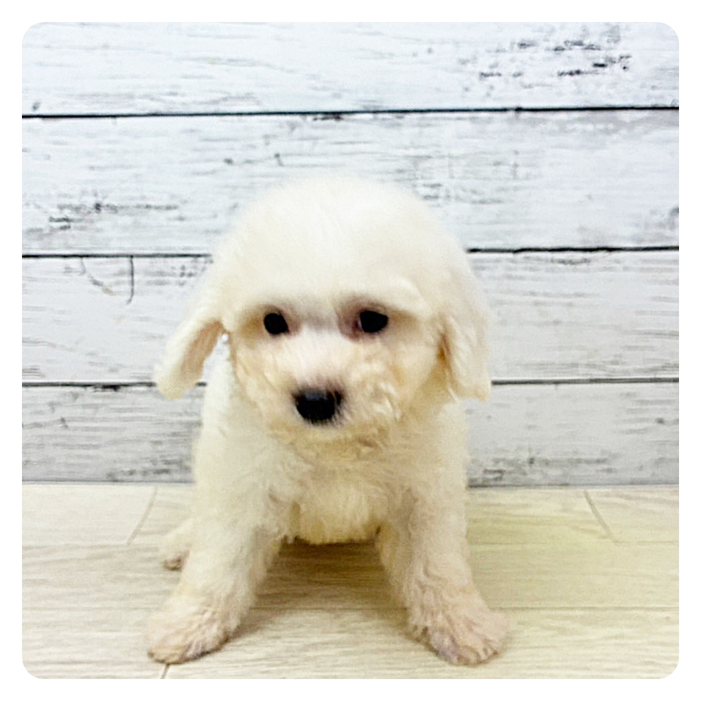 大阪府のビションフリーゼ (犬の家＆猫の里そよら東岸和田店/2025年7月10日生まれ/女の子/ホワイト)の子犬
