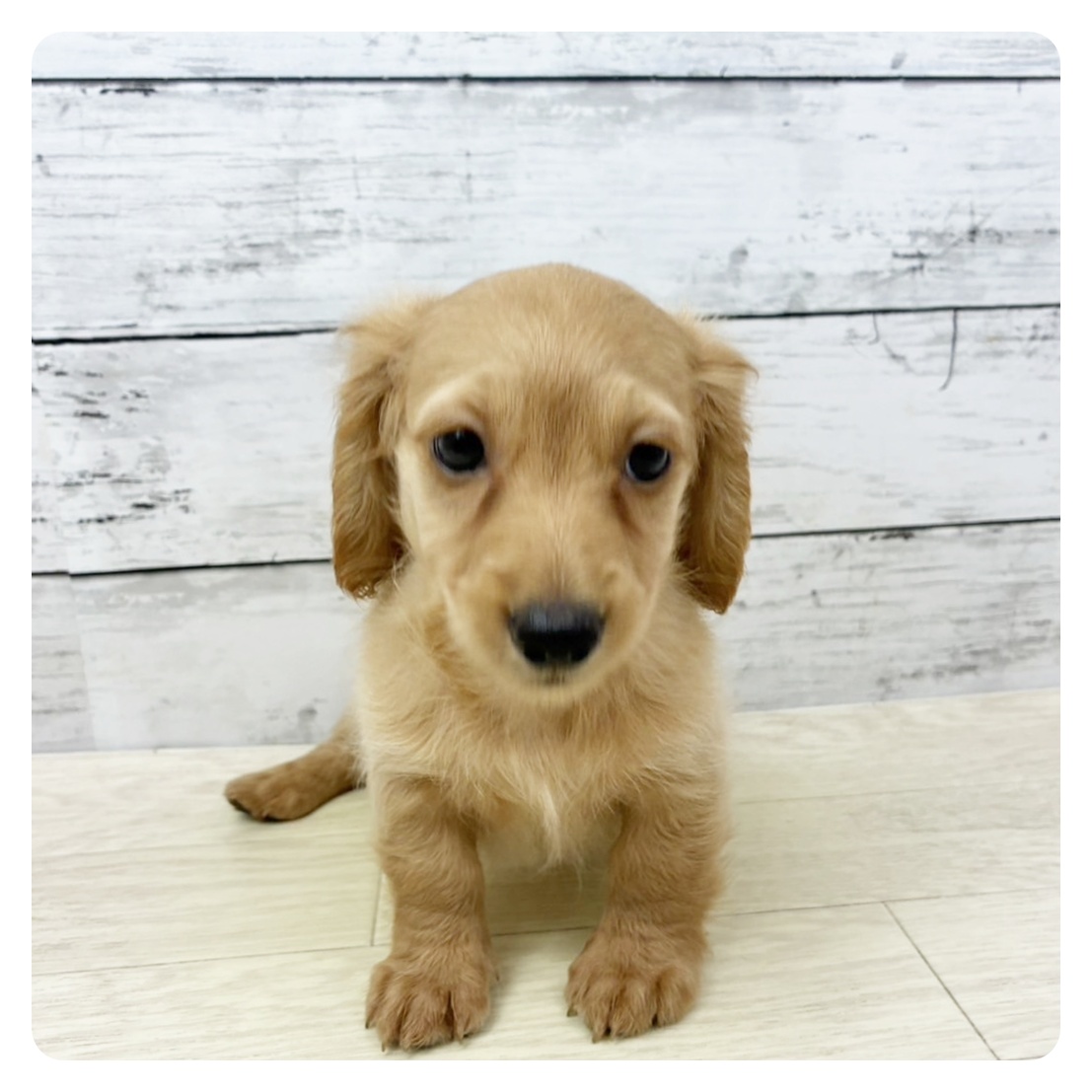 大阪府のミニチュアダックスフンド(ロング) (犬の家＆猫の里そよら東岸和田店/2025年7月9日生まれ/女の子/ゴールド)の子犬