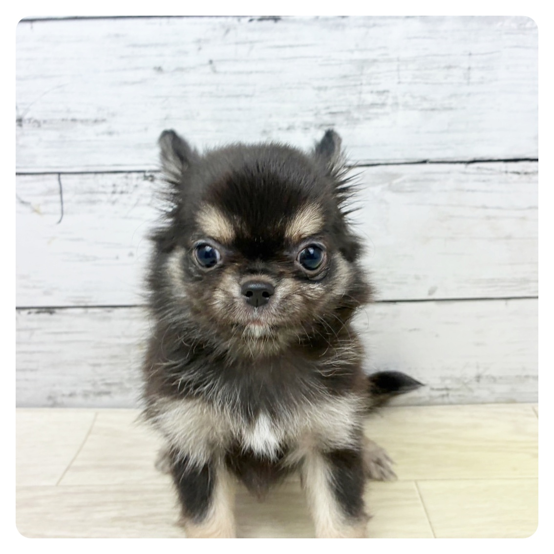 滋賀県のチワワ(ロング) (犬の家＆猫の里近江八幡店/2025年7月7日生まれ/女の子/ブラックタン)の子犬
