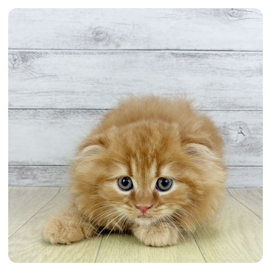 愛知県のスコティッシュフォールド (犬の家＆猫の里岡崎店/2025年7月9日生まれ/男の子/レッドタビー)の子猫の3枚目の画像