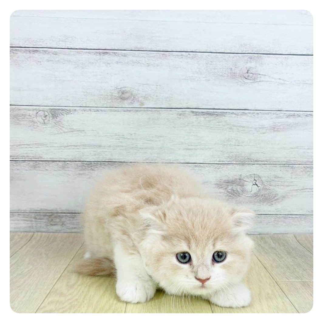 静岡県のスコティッシュフォールド (犬の家＆猫の里富士店/2025年7月9日生まれ/男の子/クリームタビーホワイト)の子猫の2枚目の画像
