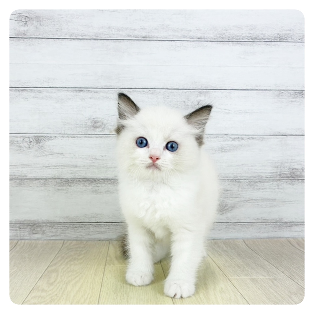 大阪府のラグドール (犬の家＆猫の里吹田店/2025年7月8日生まれ/女の子/シールポイントバイカラー)の子猫の2枚目の画像