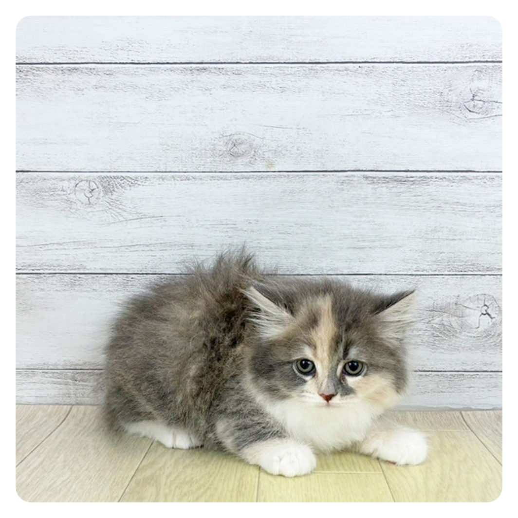 愛知県のサイベリアン (犬の家＆猫の里春日井本店/2025年7月6日生まれ/女の子/ブルーパッチドタビーホワイト)の子猫