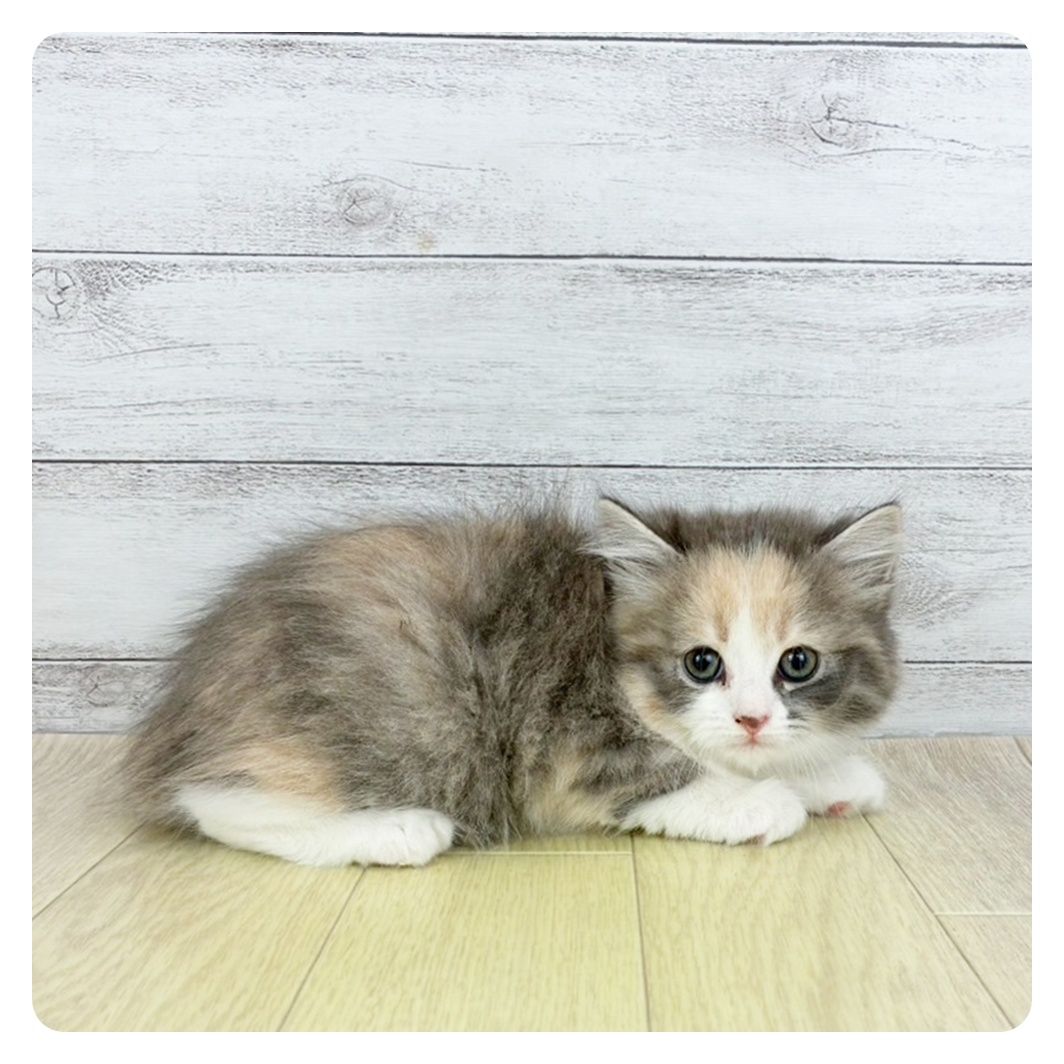 愛知県のサイベリアン (犬の家＆猫の里MiO香久山店/2025年7月6日生まれ/女の子/ブルーパッチドタビーホワイト)の子猫の2枚目の画像