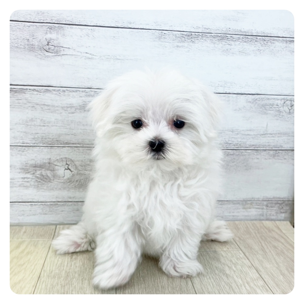 愛知県のマルチーズ (犬の家＆猫の里春日井本店/2025年7月6日生まれ/男の子/ホワイト)の子犬