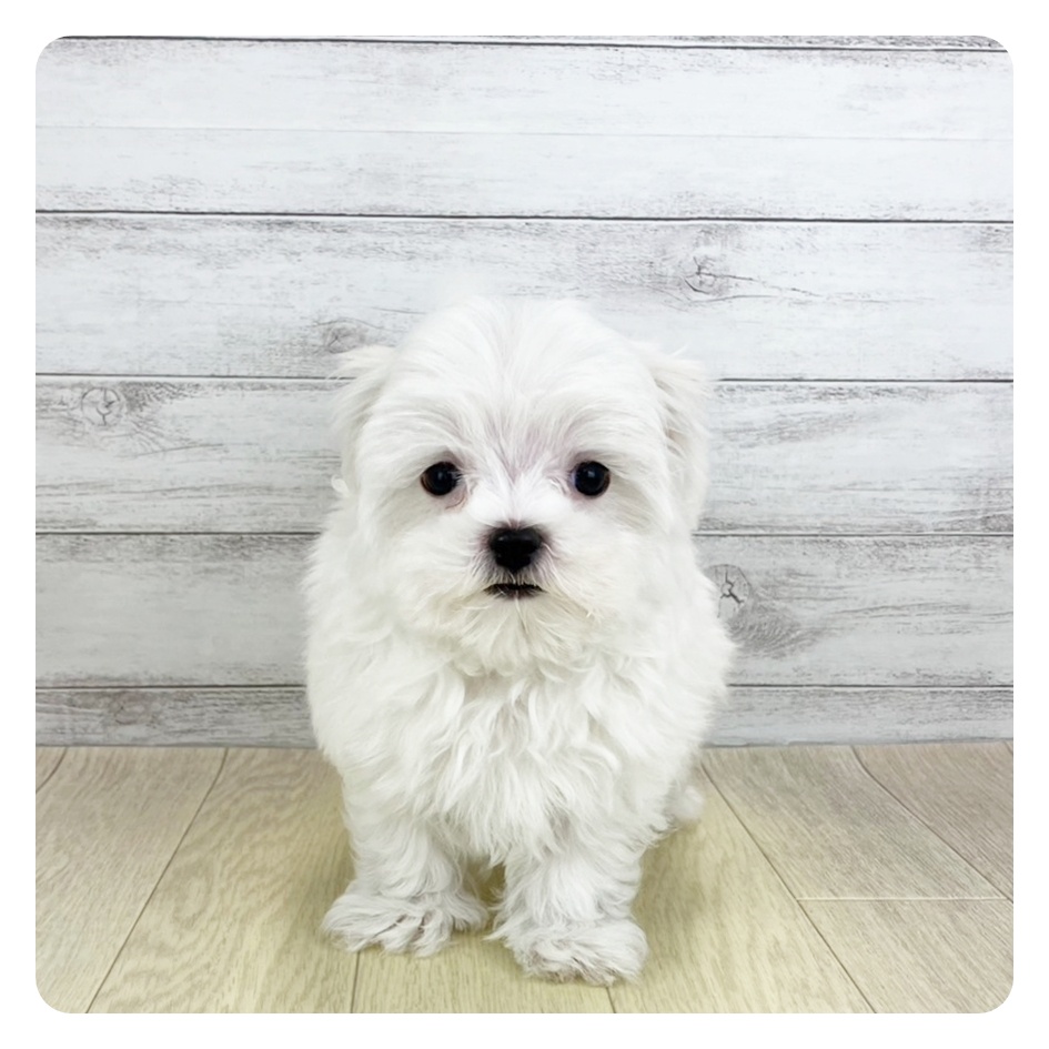 愛知県のマルチーズ (犬の家＆猫の里春日井本店/2025年7月6日生まれ/男の子/ホワイト)の子犬