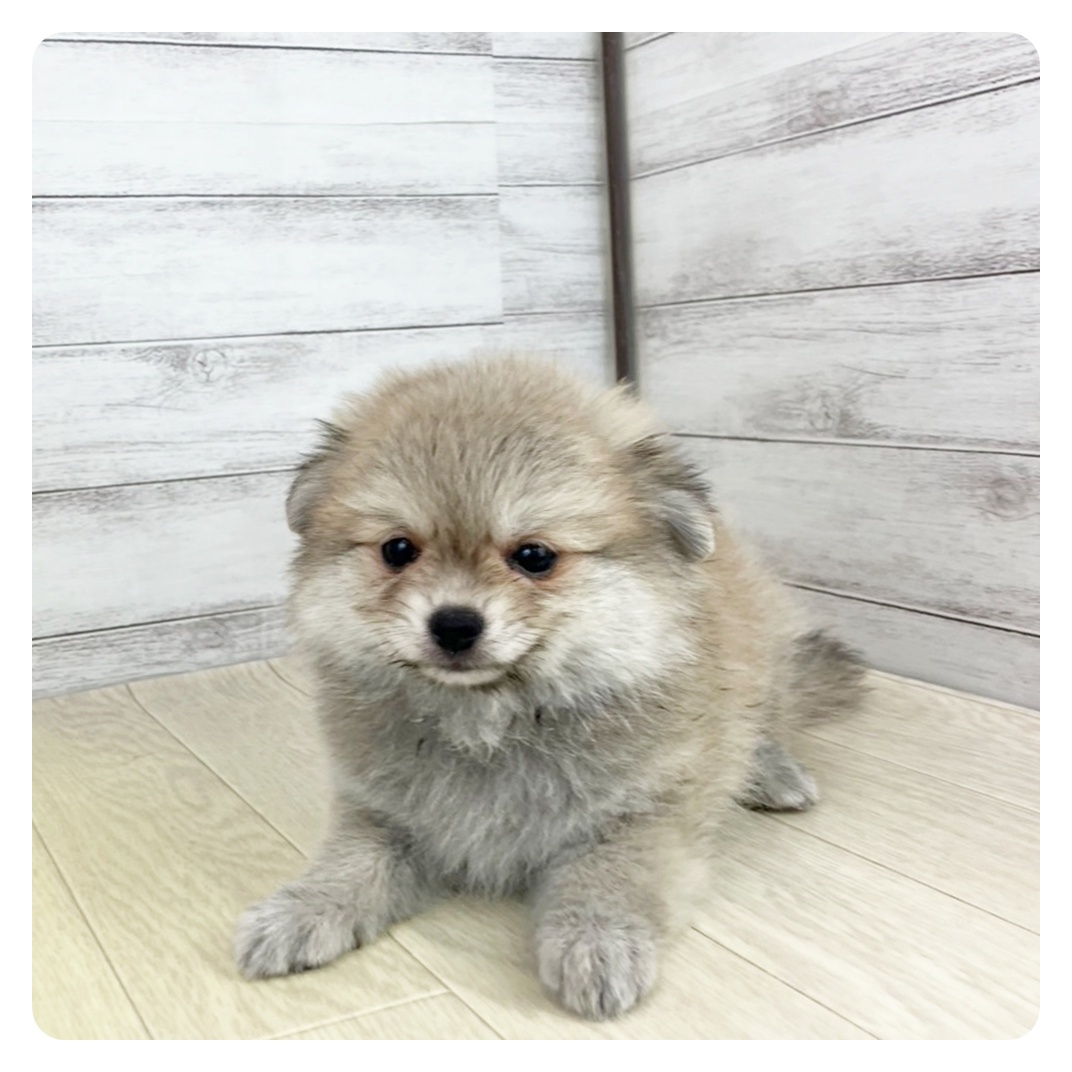 愛知県のポメチワ/チワポメ/ポメチー(ポメラニアン×チワワ) (犬の家＆猫の里春日井本店/2025年7月12日生まれ/女の子/フォーン)の子犬