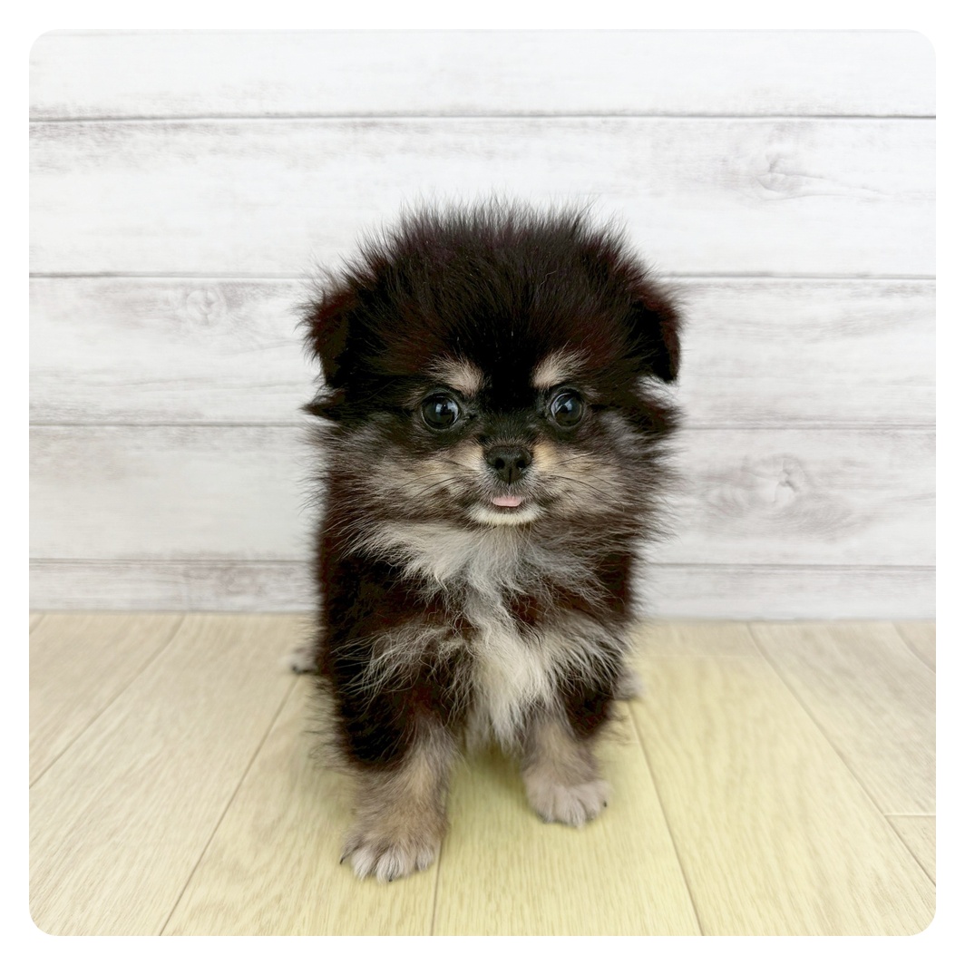 千葉県のポメチワ/チワポメ/ポメチー(ポメラニアン×チワワ) (犬の家＆猫の里ワンズモール稲毛店/2025年7月6日生まれ/男の子/ブラッククリーム)の子犬の4枚目の画像