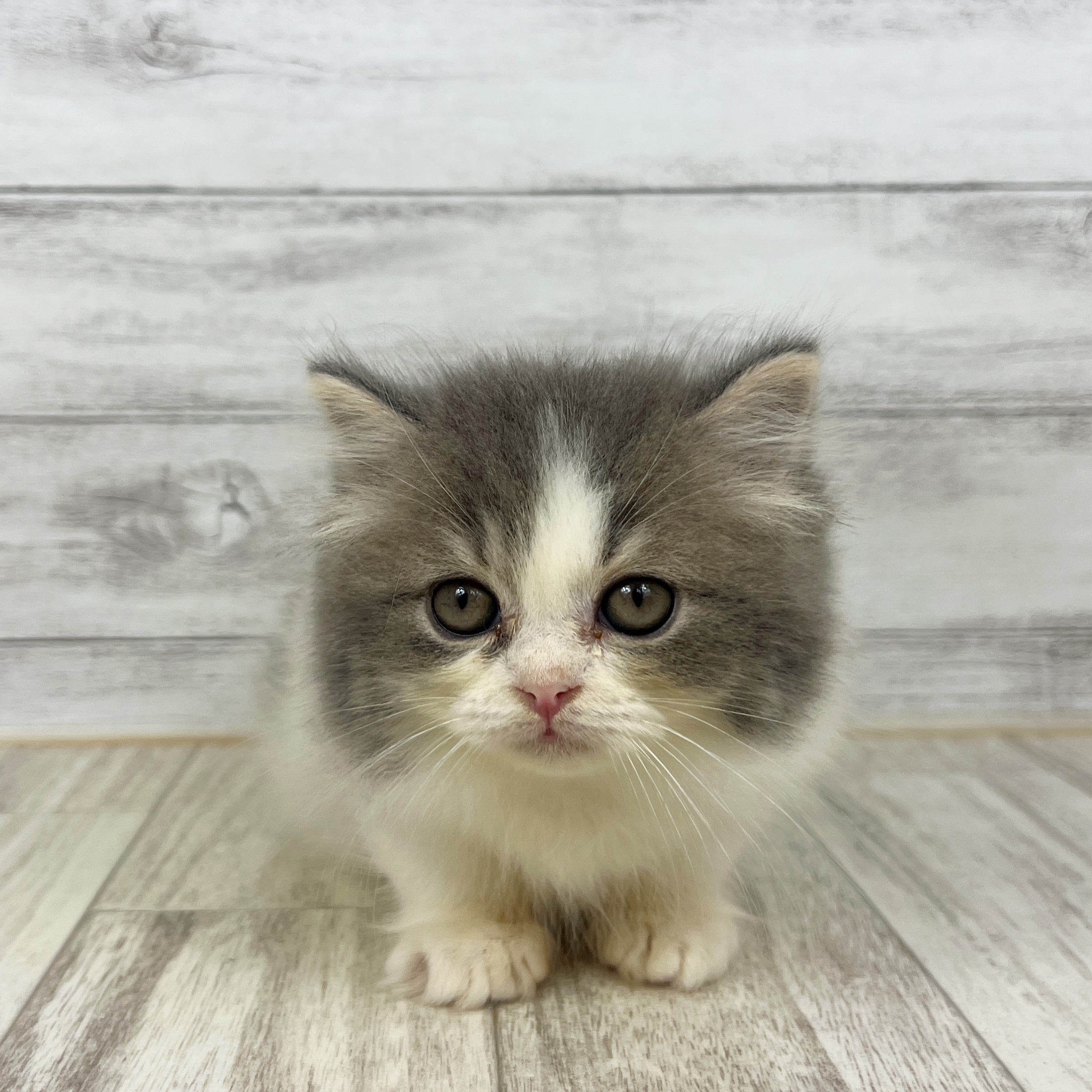 岡山県のスコティッシュストレート (犬の家＆猫の里倉敷店/2025年7月2日生まれ/女の子/ブルーホワイト)の子猫