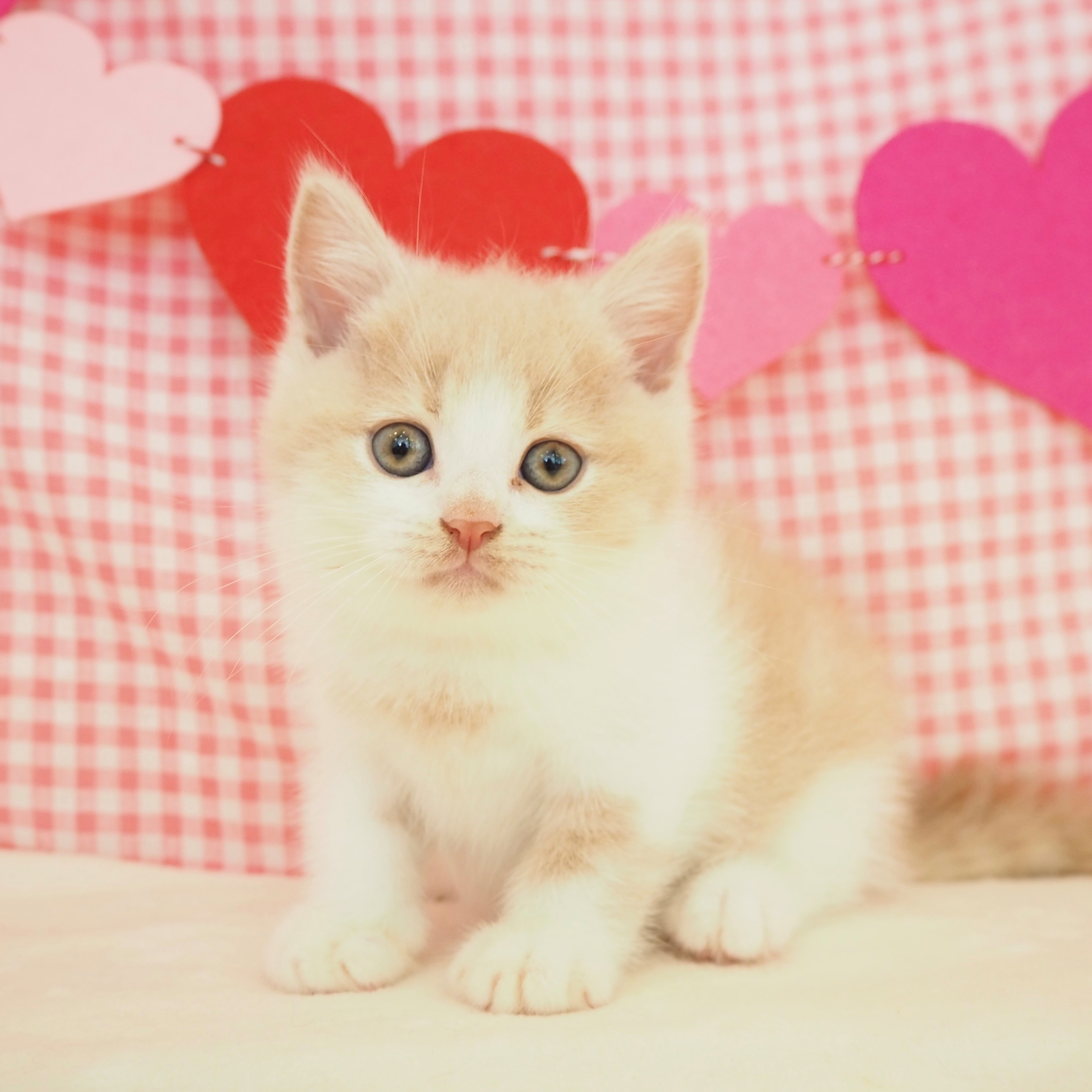 大阪府のブリティッシュショートヘアー (犬の家＆猫の里もりのみやキューズモールBASE店/2025年7月13日生まれ/男の子/クリームホワイト)の子猫の1枚目の画像