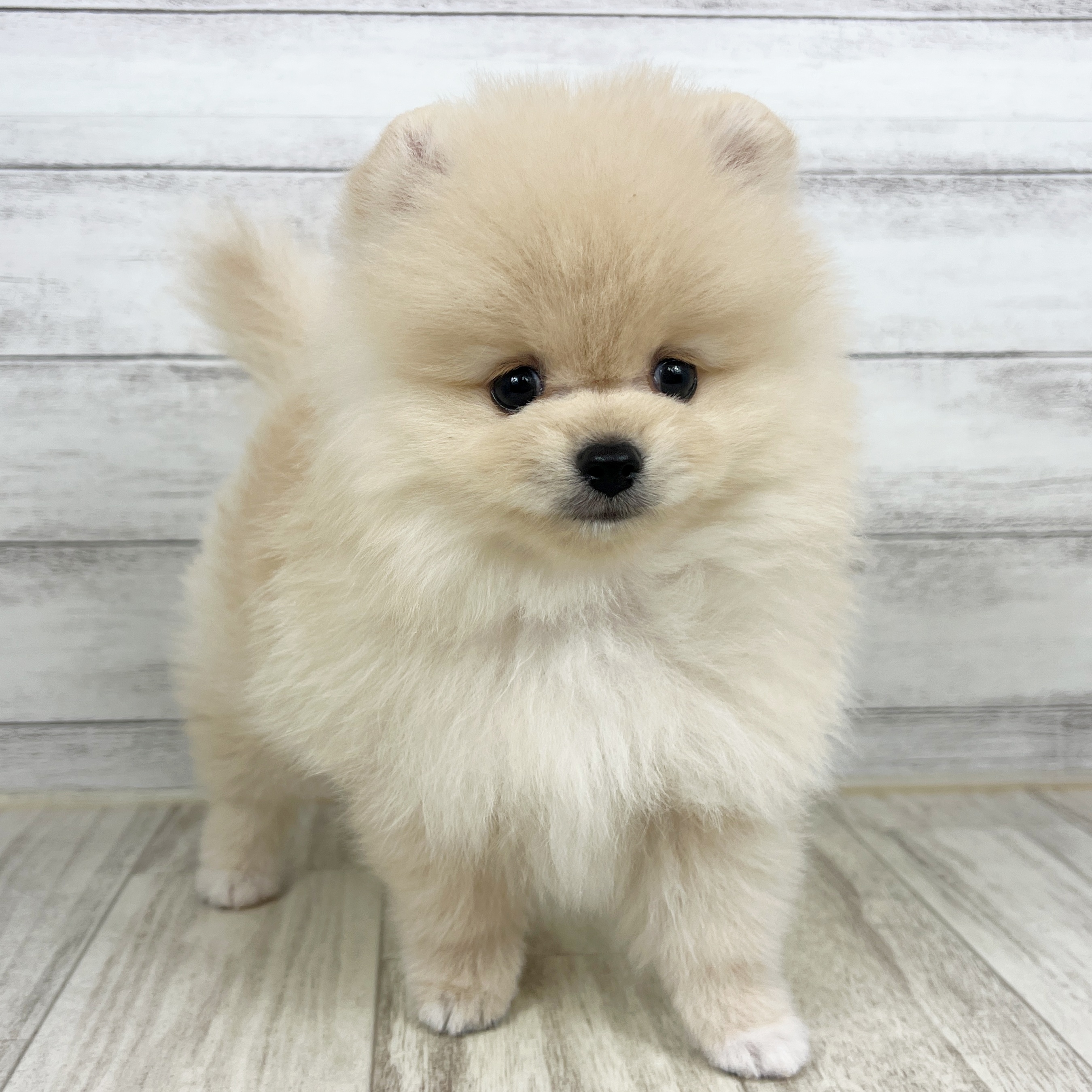 岡山県のポメラニアン (犬の家＆猫の里倉敷店/2025年7月13日生まれ/男の子/クリーム)の子犬