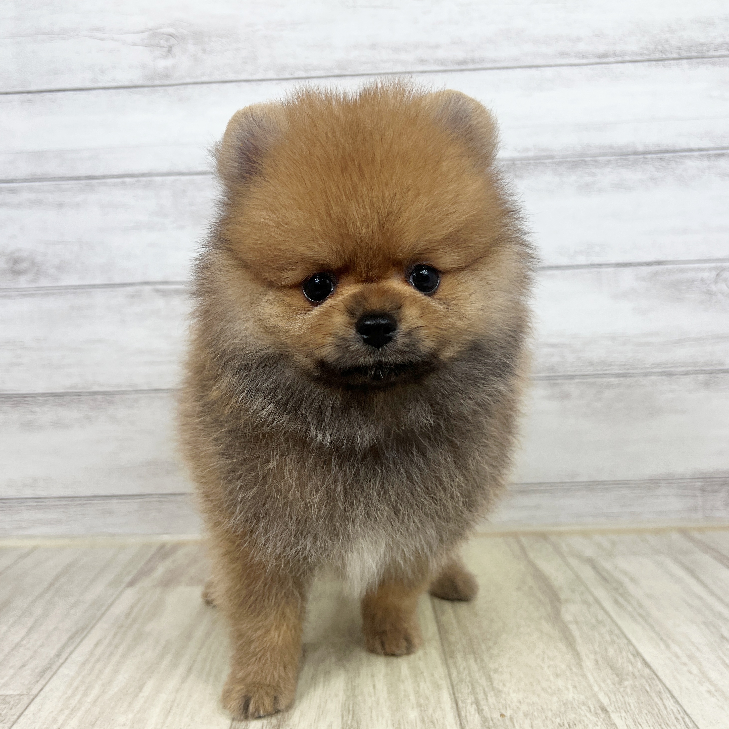 兵庫県のポメラニアン (犬の家＆猫の里神戸店/2025年7月13日生まれ/男の子/オレンジ)の子犬