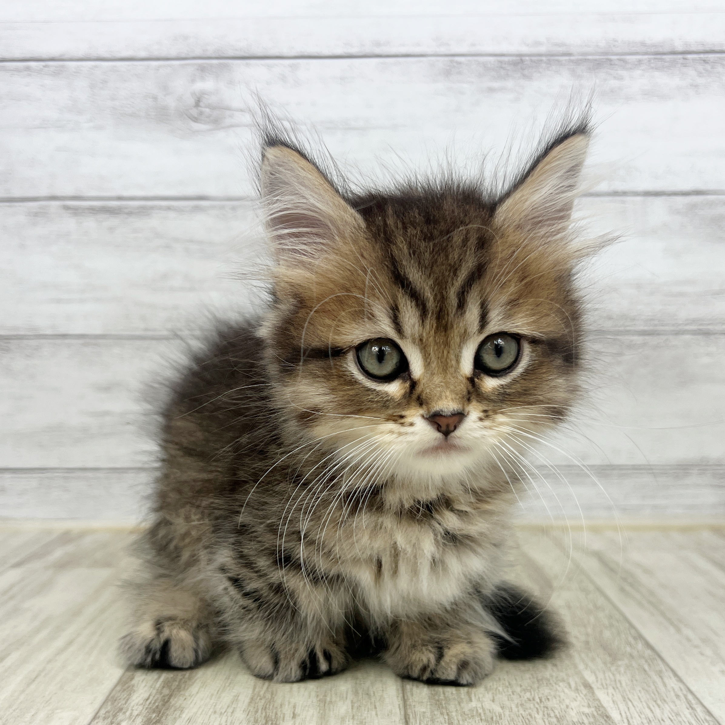 福井県のミヌエット (犬の家＆猫の里アミーゴ福井店/2025年7月13日生まれ/男の子/ブラウンタビー)の子猫