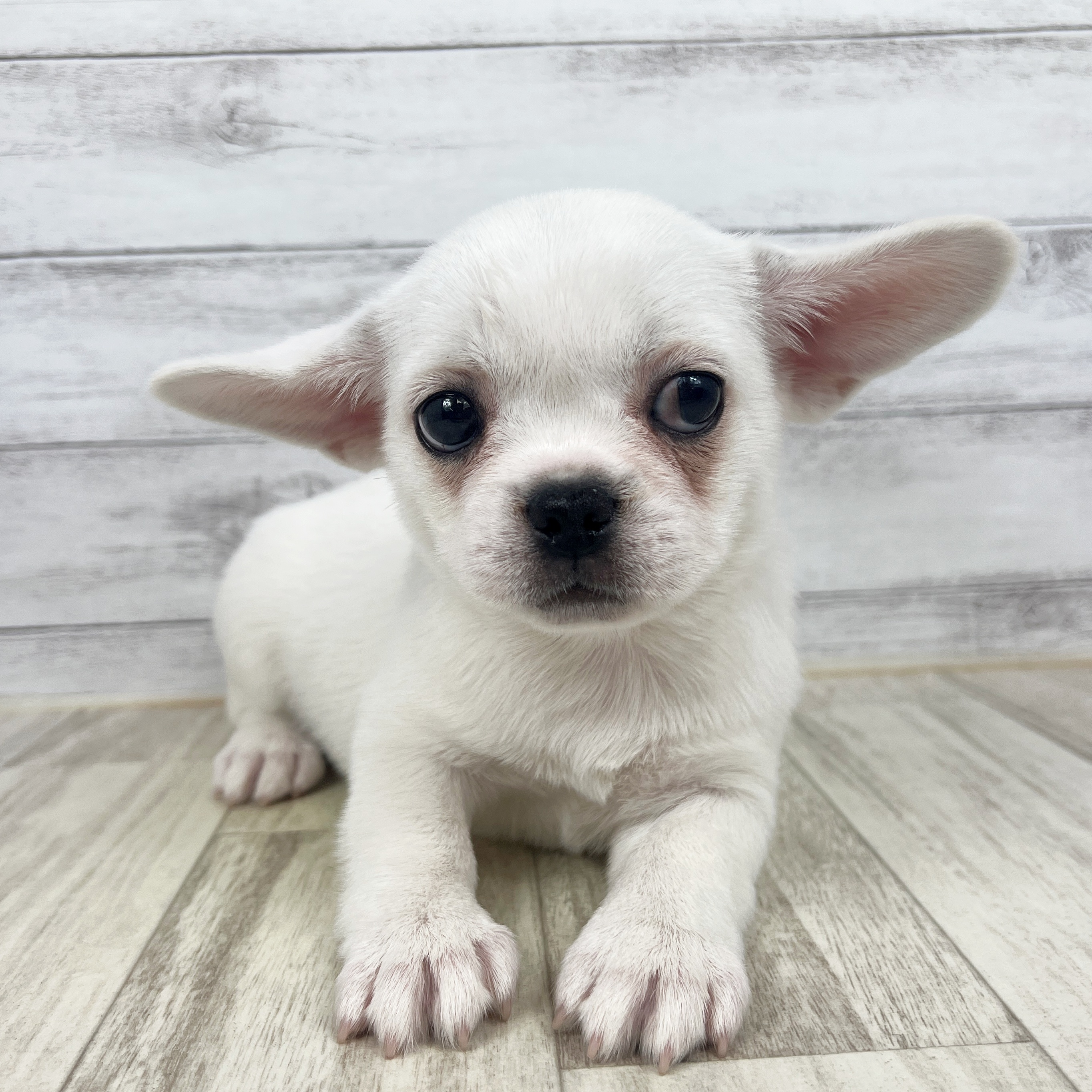 岡山県のハーフ犬・ミックス犬 (犬の家＆猫の里倉敷店/2025年7月12日生まれ/女の子/ホワイトクリーム)の子犬の2枚目の画像