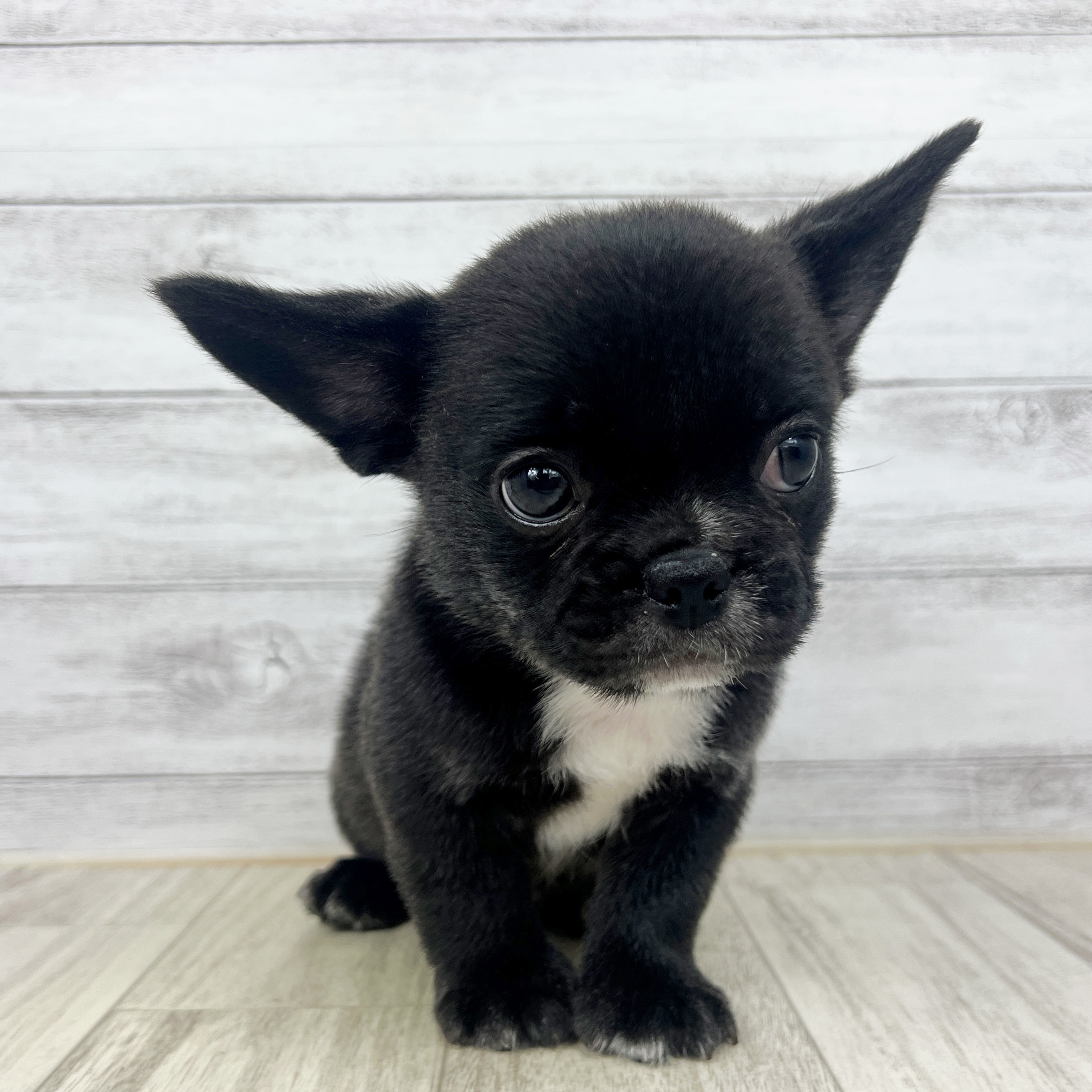 兵庫県のハーフ犬・ミックス犬 (犬の家＆猫の里神戸店/2025年7月12日生まれ/男の子/ブラックホワイト)の子犬