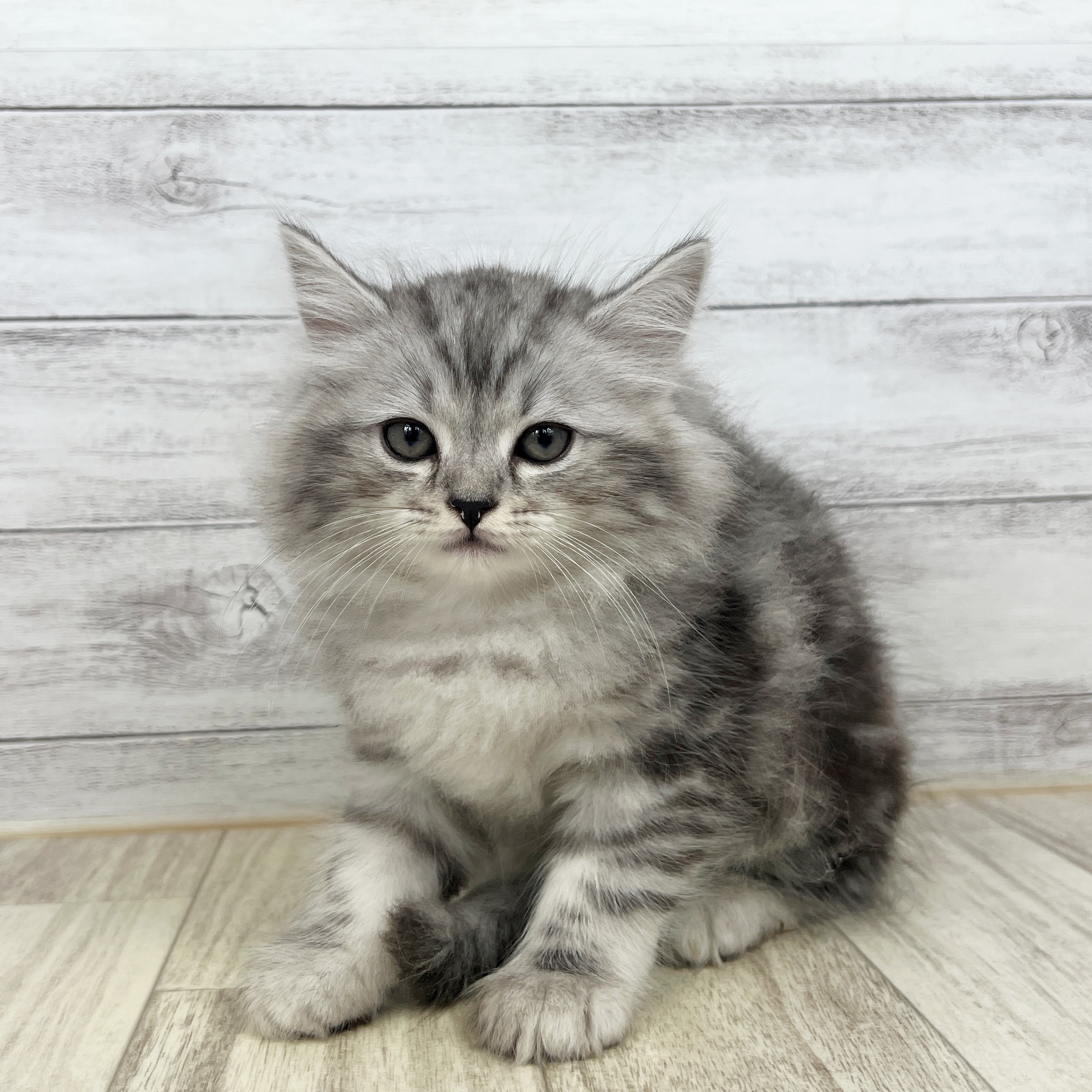 岡山県のラガマフィン (犬の家＆猫の里倉敷店/2025年7月12日生まれ/男の子/シルバータビーホワイト)の子猫