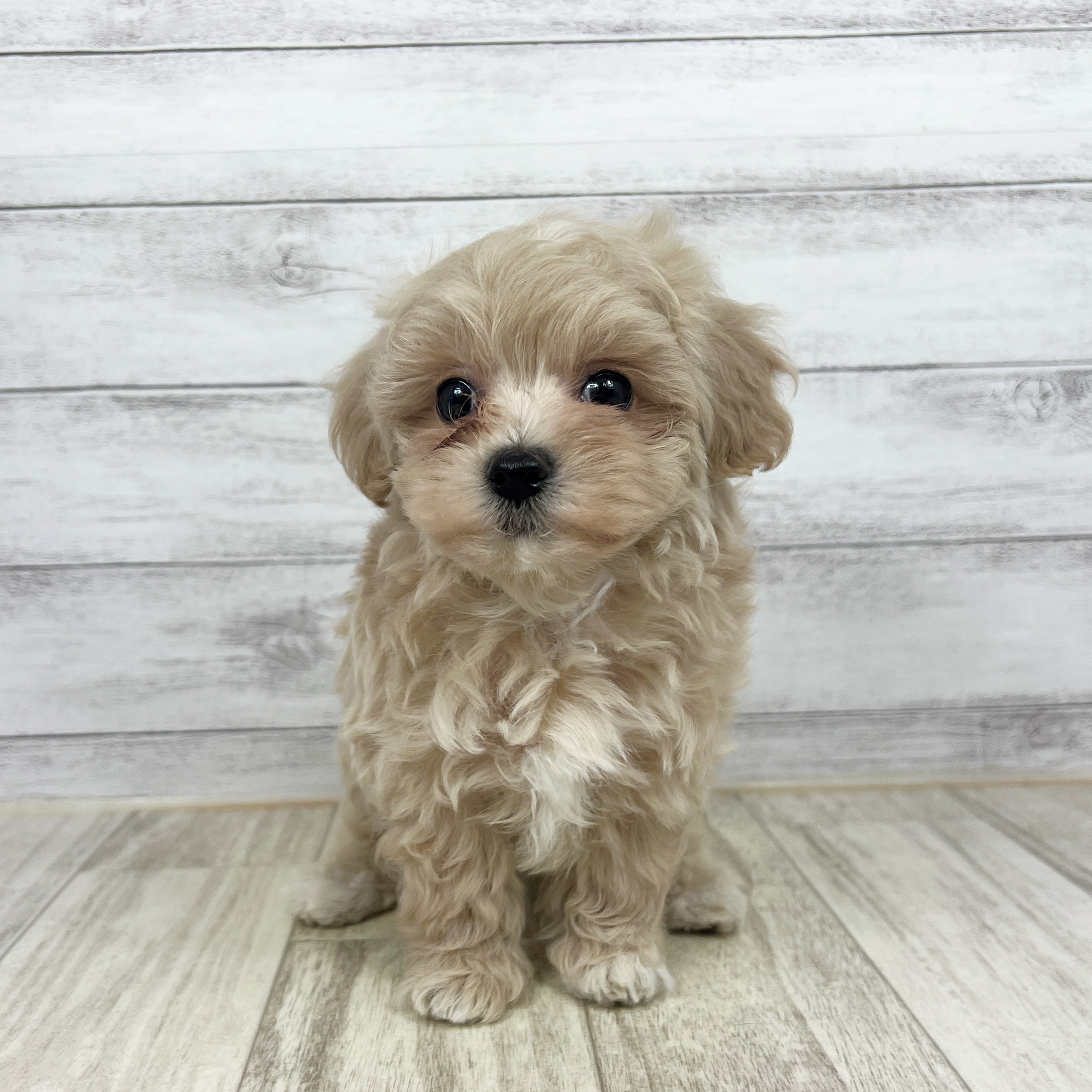 兵庫県のマルプー(マルチーズ×プードル) (犬の家＆猫の里ゆめタウン姫路店/2025年7月13日生まれ/女の子/クリーム)の子犬の3枚目の画像