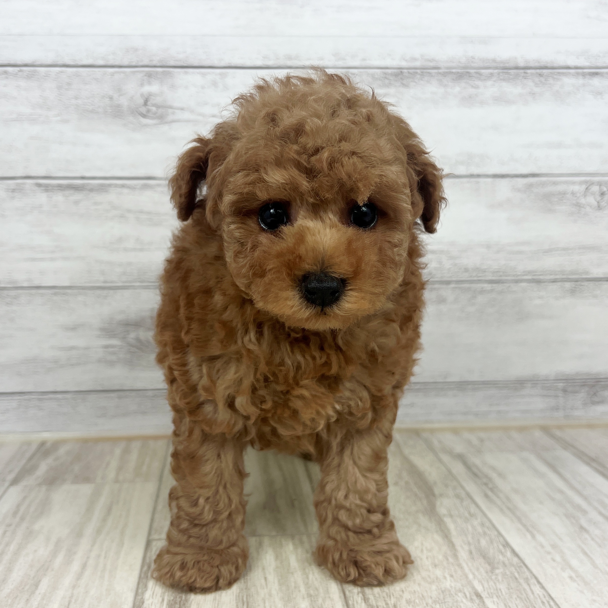 兵庫県のトイプードル(トイ) (犬の家＆猫の里川西店/2025年7月12日生まれ/男の子/レッド)の子犬の2枚目の画像