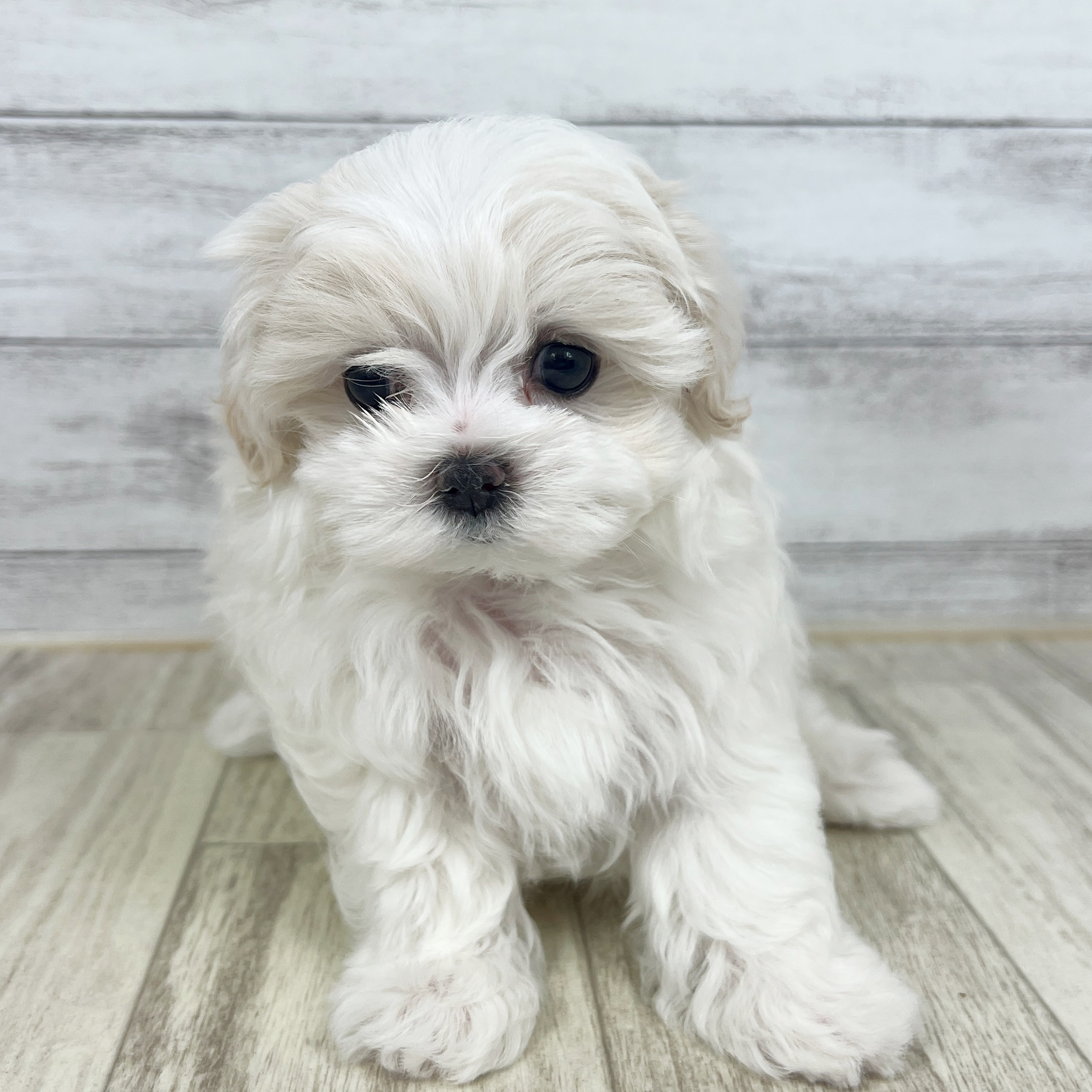 岡山県のマルチーズ (犬の家＆猫の里倉敷店/2025年7月13日生まれ/女の子/ホワイト)の子犬