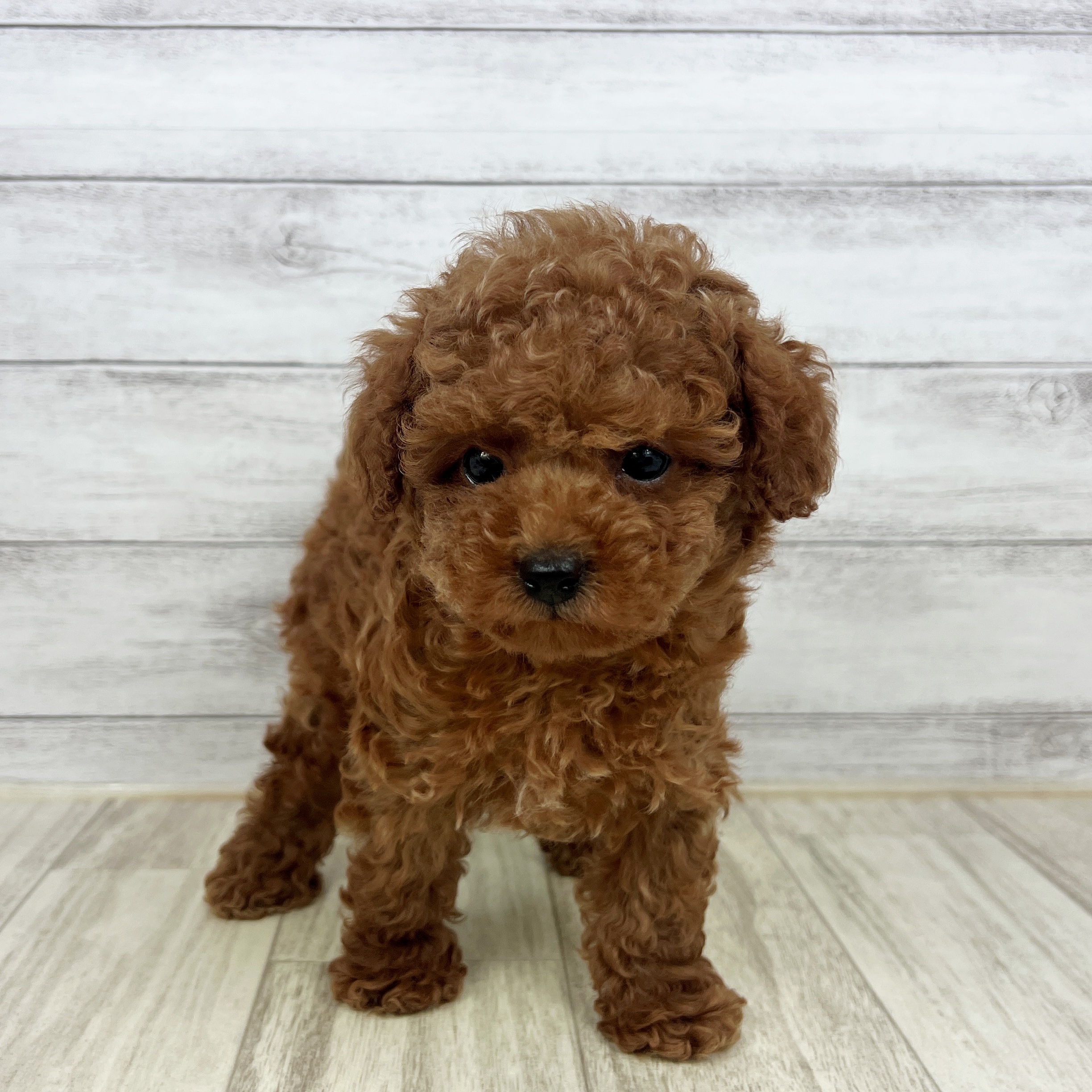 兵庫県のトイプードル(トイ) (犬の家＆猫の里川西店/2025年7月13日生まれ/女の子/レッド)の子犬