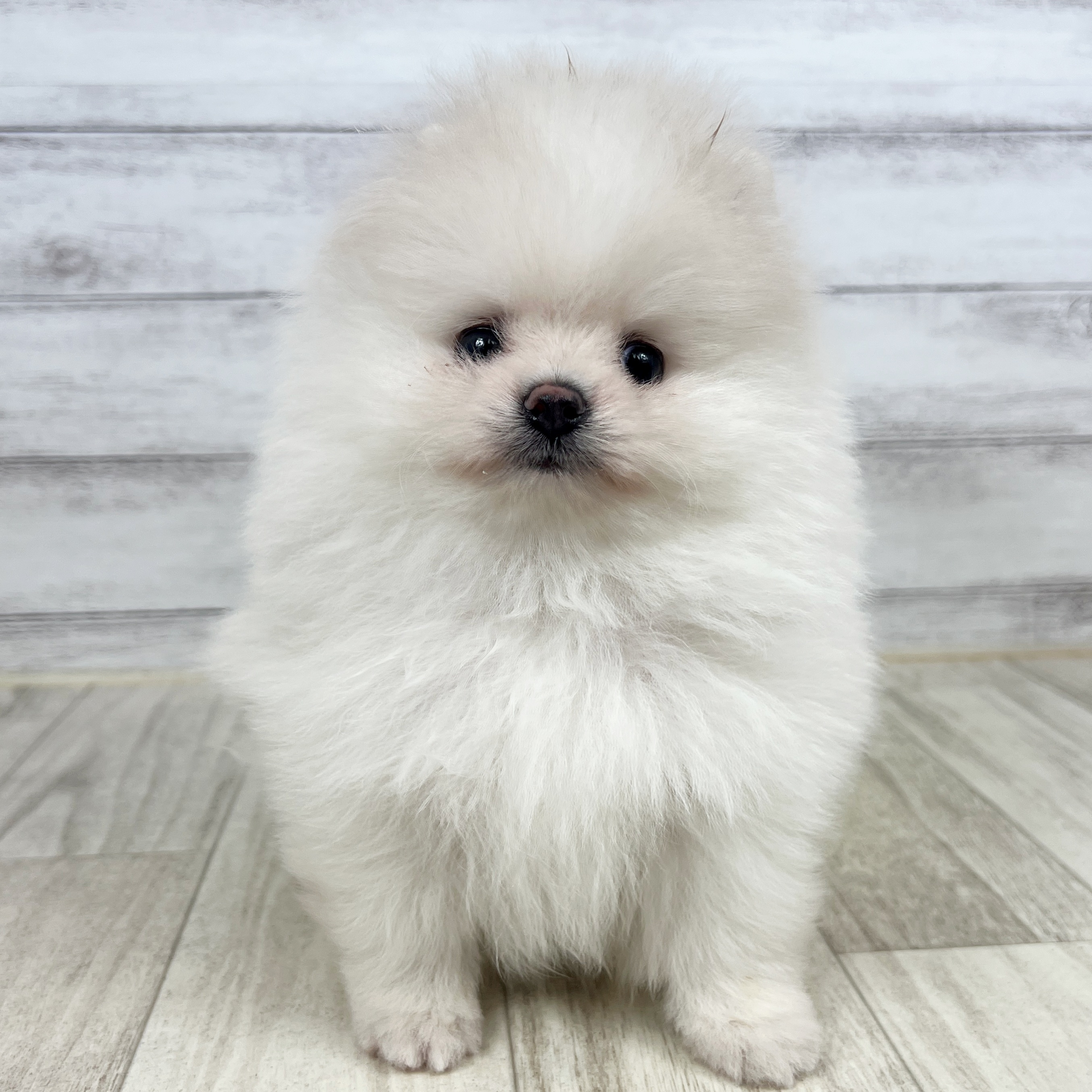 大阪府のポメラニアン (犬の家＆猫の里吹田店/2025年7月10日生まれ/男の子/ホワイト)の子犬