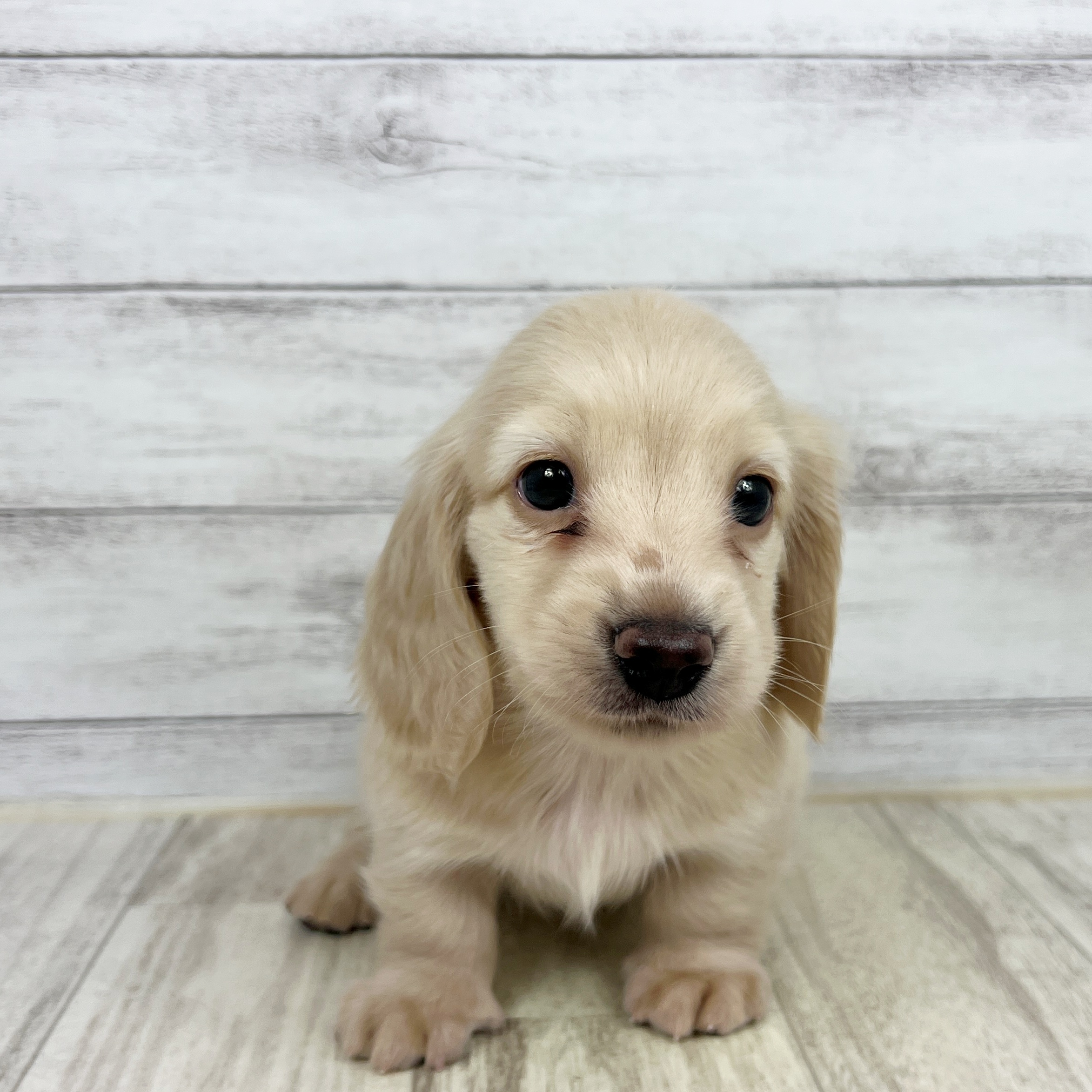 兵庫県のカニンヘンダックスフンド(ロング) (犬の家＆猫の里ニッケパークタウン加古川店/2025年7月12日生まれ/男の子/イエロー)の子犬