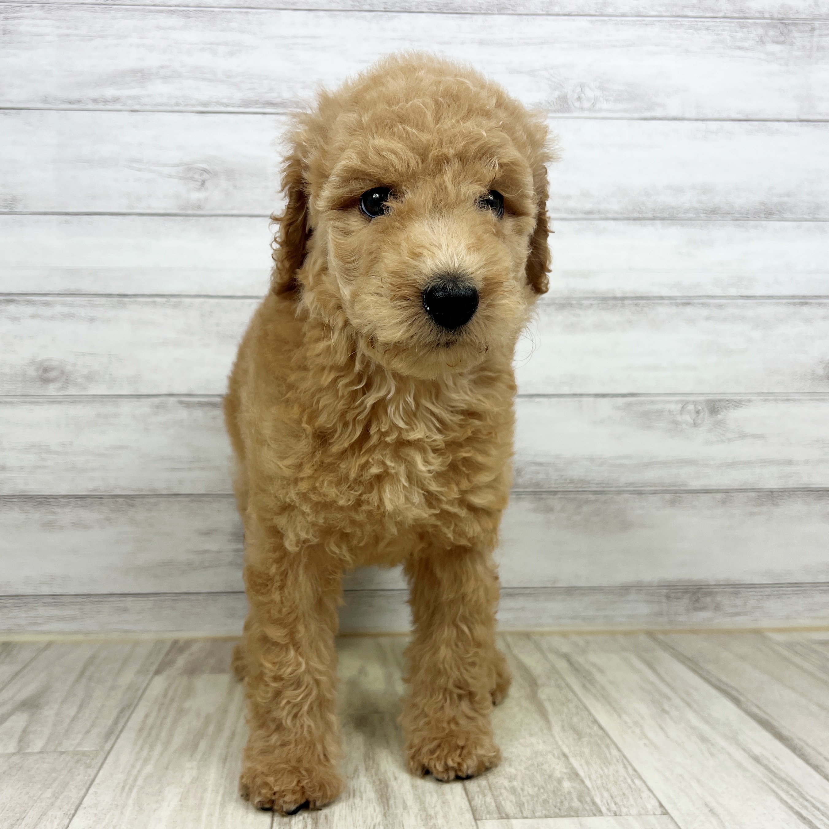 兵庫県のスタンダードプードル (犬の家＆猫の里神戸店/2025年7月12日生まれ/男の子/アプリコット)の子犬