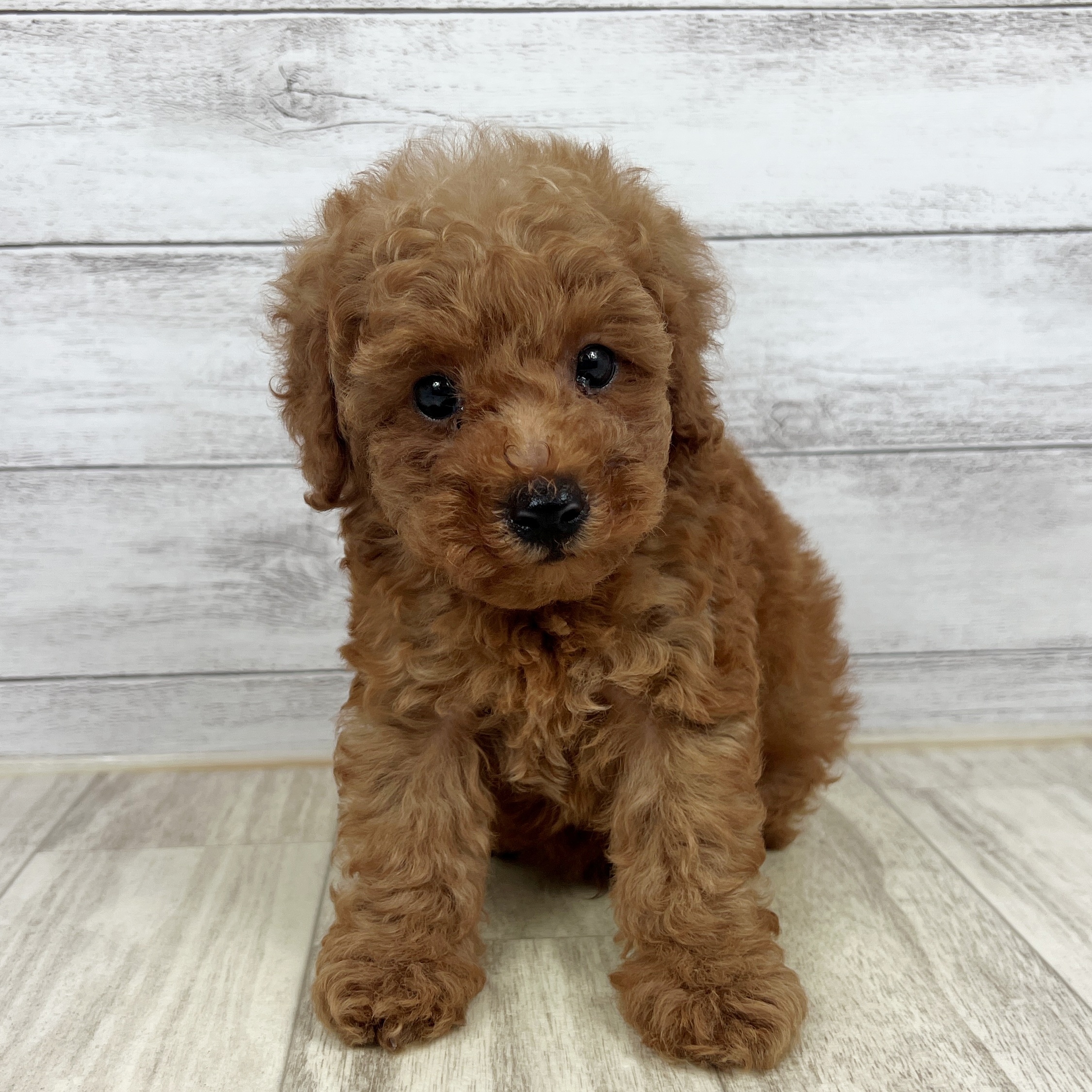 兵庫県のトイプードル(トイ) (犬の家＆猫の里川西店/2025年7月11日生まれ/男の子/アプリコット)の子犬