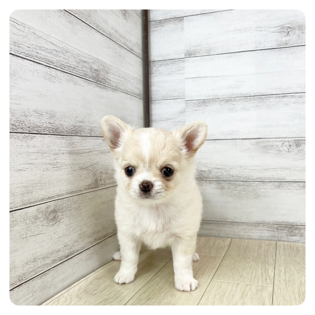 岐阜県のチワワ(ロング) (犬の家＆猫の里岐南店/2025年7月13日生まれ/男の子/クリームホワイト)の子犬の2枚目の画像