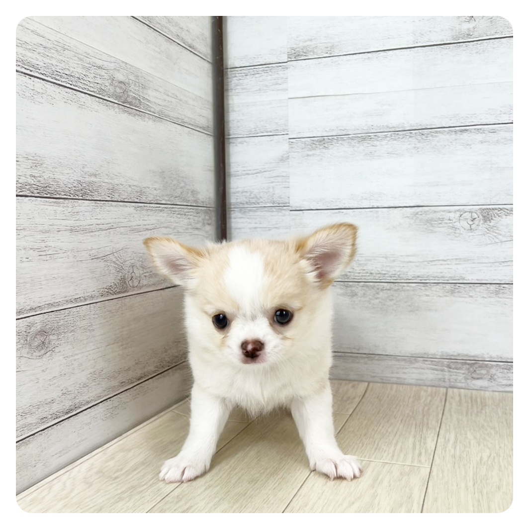 富山県のチワワ(ロング) (犬の家＆猫の里アミーゴ山室店/2025年7月13日生まれ/女の子/ゴールドホワイト)の子犬の2枚目の画像