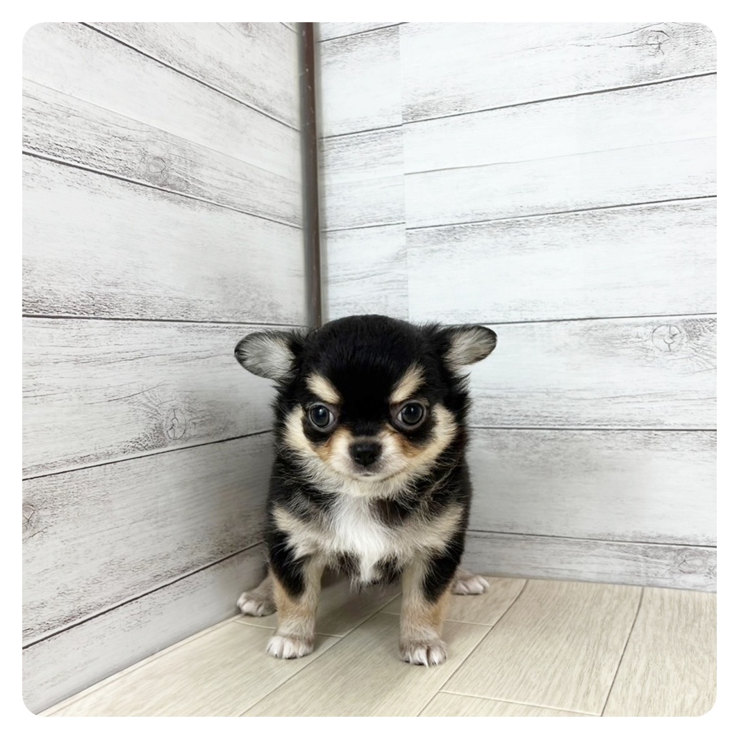 愛知県のチワワ(ロング) (犬の家＆猫の里MiO香久山店/2025年7月13日生まれ/男の子/ブラックタンホワイト)の子犬