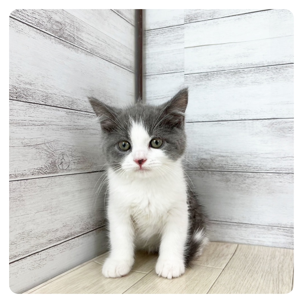 石川県のブリティッシュショートヘアー (犬の家&猫の里金沢店/2025年7月7日生まれ/男の子/ブルーホワイト)の子猫