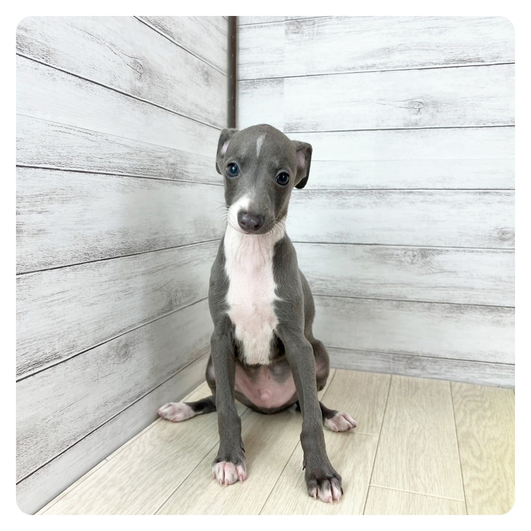 愛知県のイタリアングレーハウンド (犬の家＆猫の里春日井本店/2025年7月9日生まれ/男の子/ブルーホワイト)の子犬