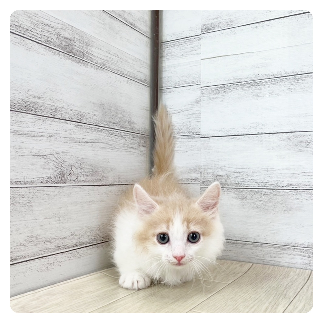福井県のミヌエット (犬の家＆猫の里福井店/2025年7月11日生まれ/男の子/クリームタビーホワイト)の子猫の2枚目の画像