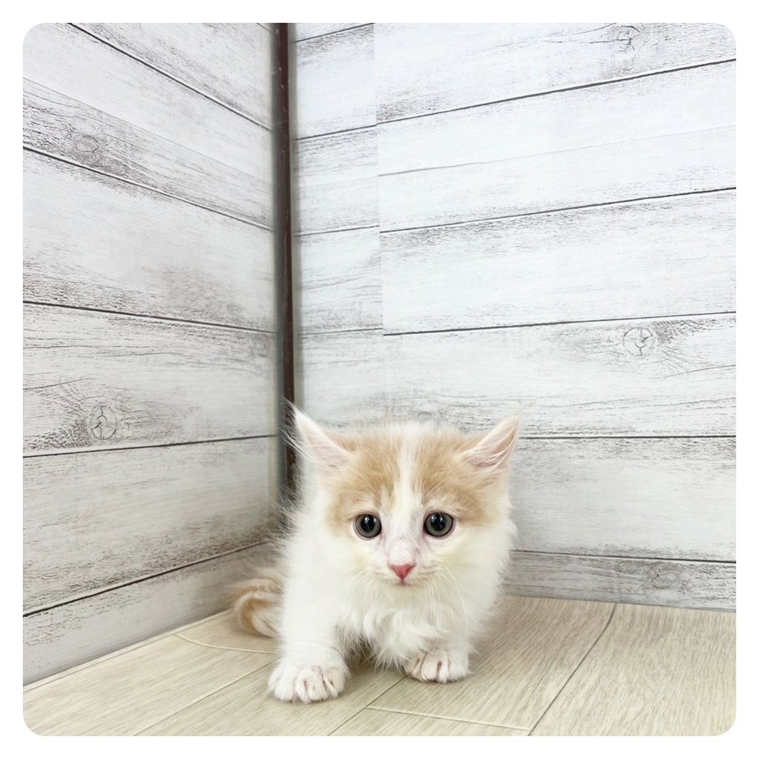静岡県のミヌエット (犬の家＆猫の里マークイズ静岡店/2025年7月11日生まれ/男の子/クリームタビーホワイト)の子猫の2枚目の画像
