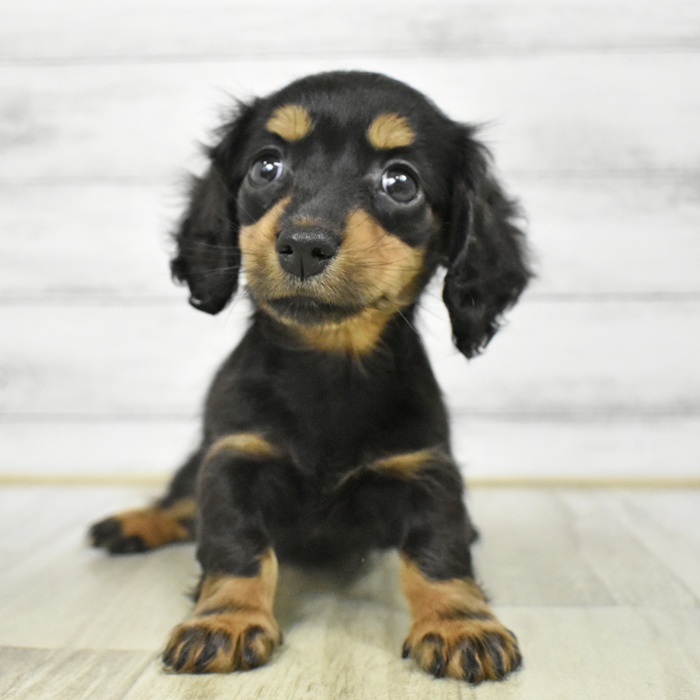 静岡県のミニチュアダックスフンド(ロング) (犬の家＆猫の里プレ葉ウォーク浜北店/2025年7月13日生まれ/女の子/ブラックタン)の子犬