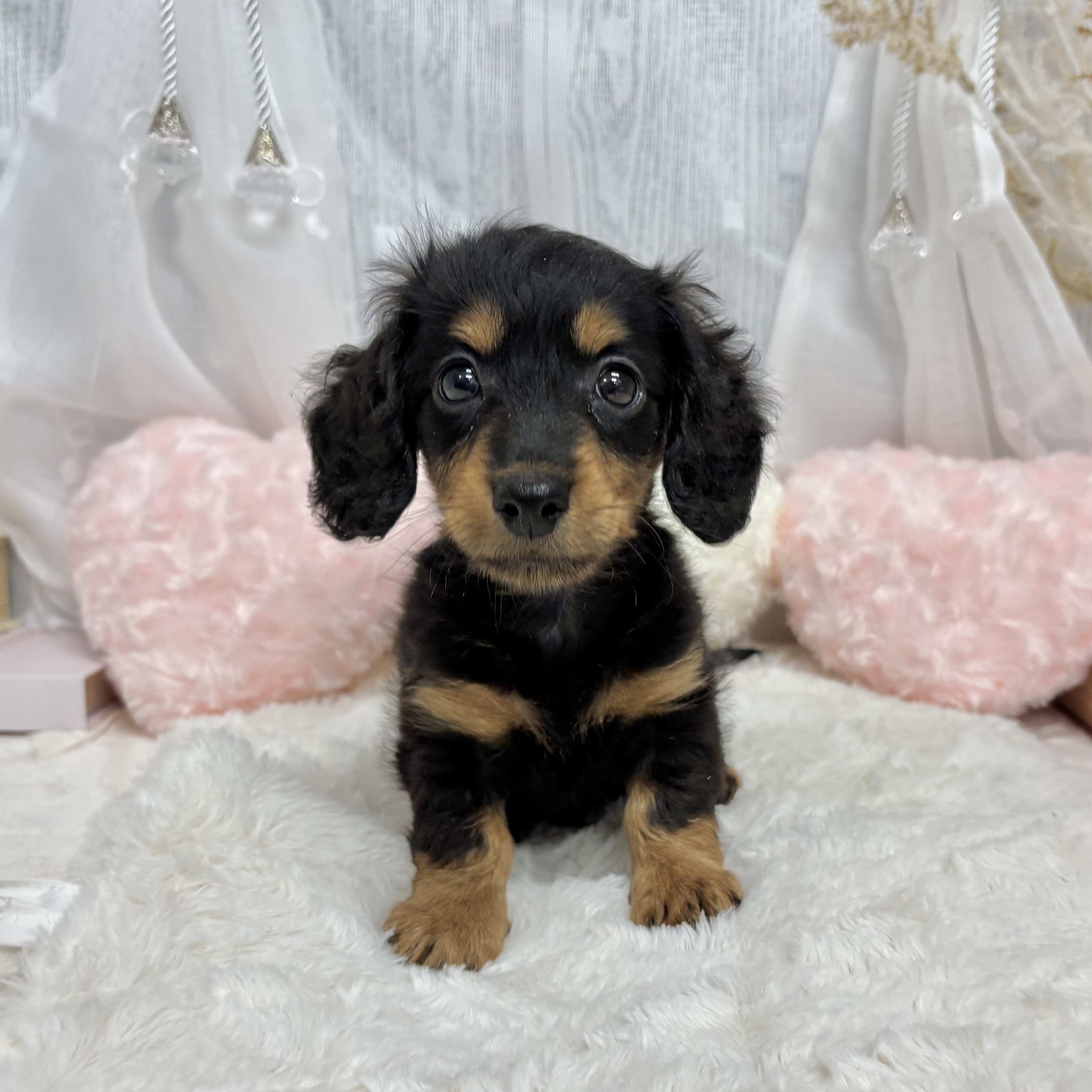 神奈川県のミニチュアダックスフンド(ロング) (犬の家＆猫の里相模原店/2025年7月13日生まれ/男の子/ブラックタン)の子犬の4枚目の画像