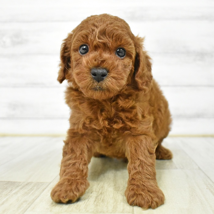 愛知県のトイプードル(トイ) (犬の家＆猫の里愛知刈谷店/2025年7月15日生まれ/男の子/レッド)の子犬の4枚目の画像